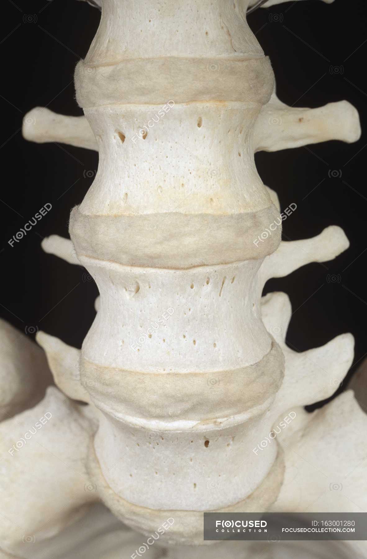 Closeup Human Vertebrae On Black Background Scan Human Anatomy Focused 163001280 Stock Photo Closeup Human Vertebrae Black Background