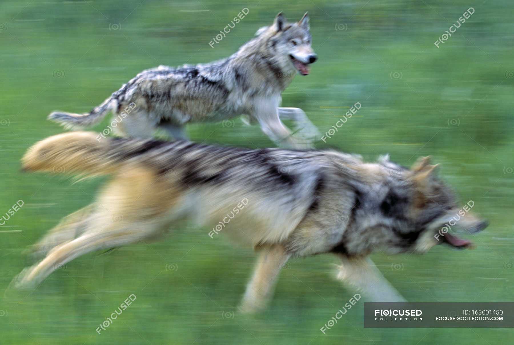 Волк бежит рысцой