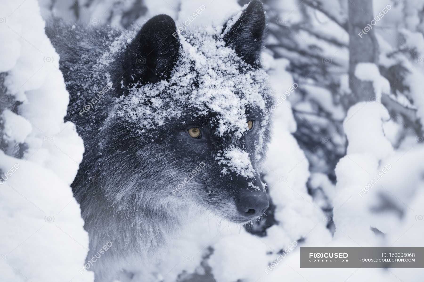Черный волк под снегом