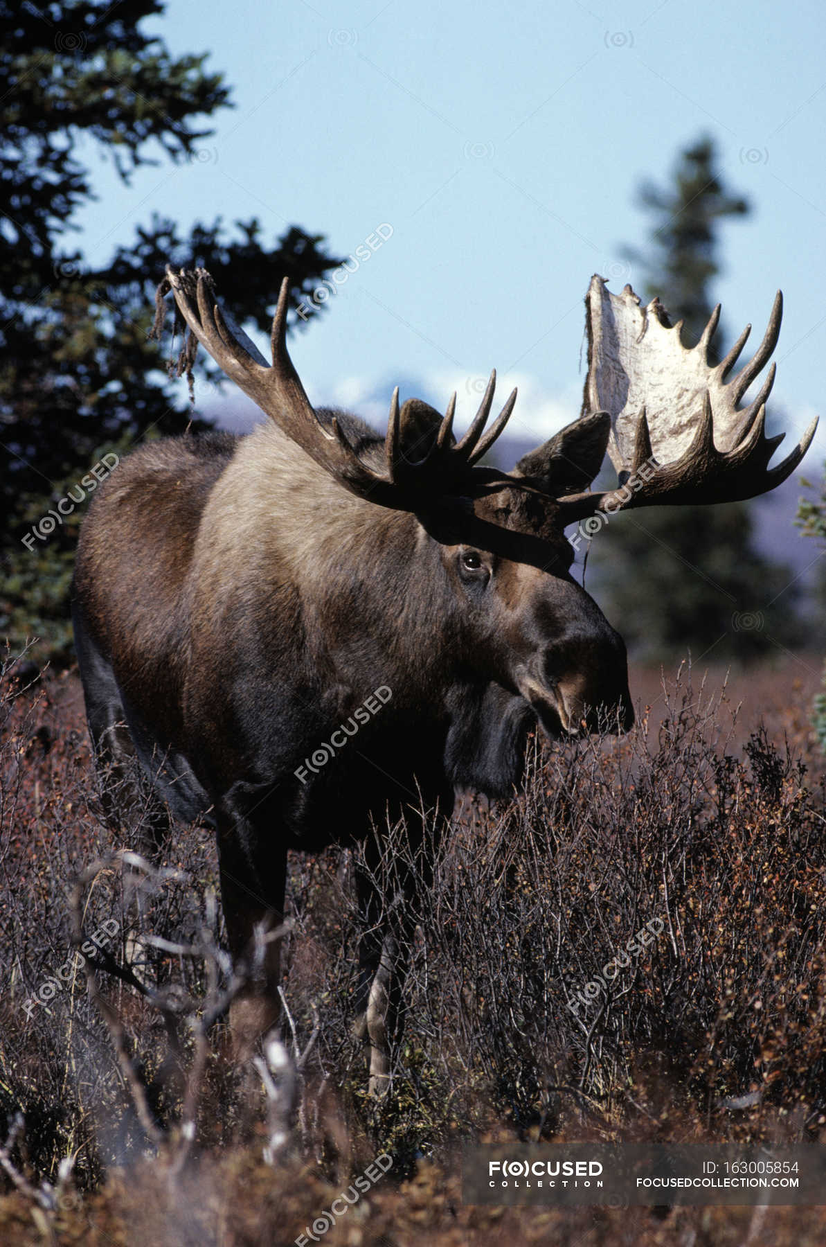 Американский Лось Фото