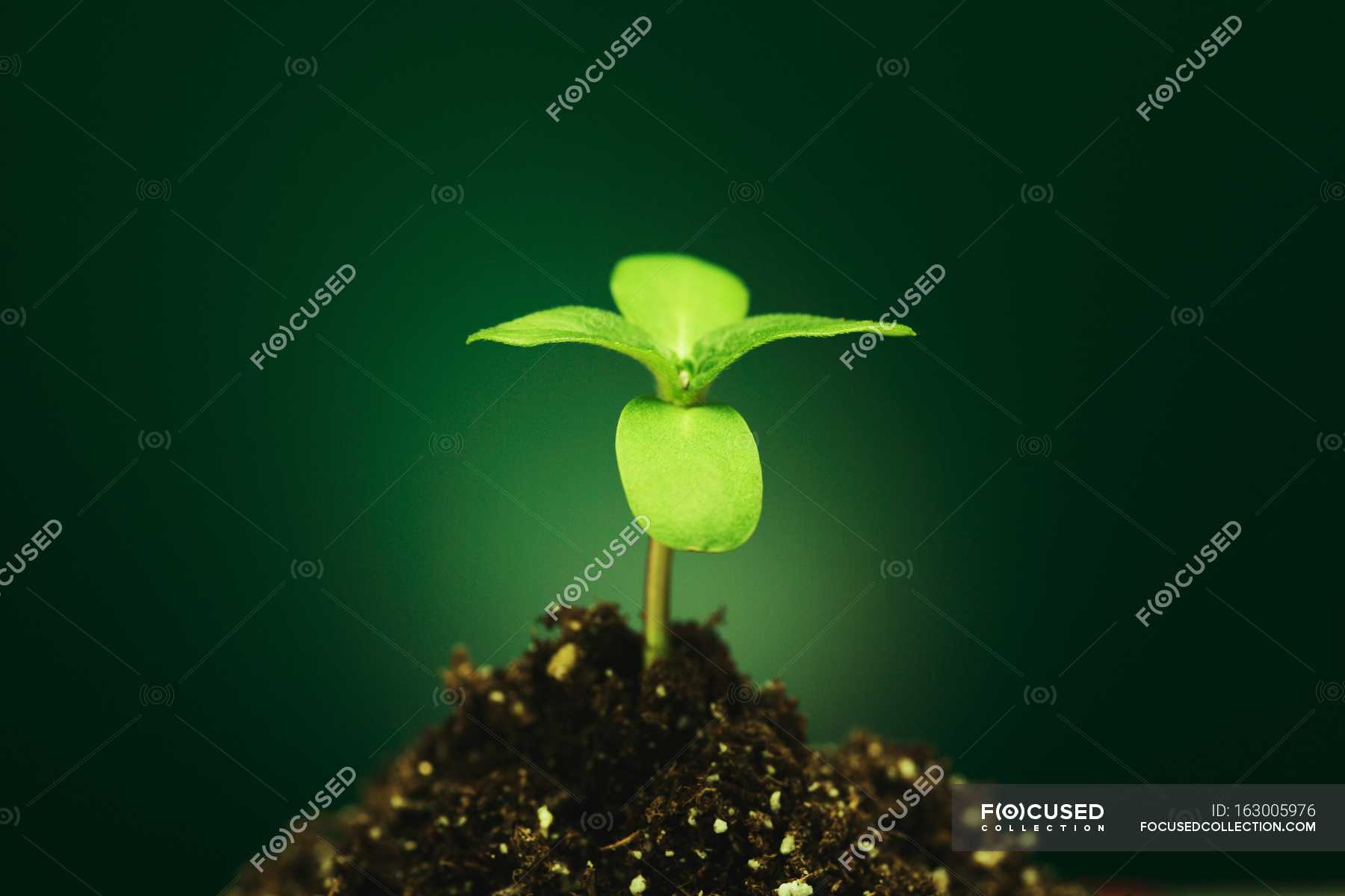 New Seedling in ground against green background — green leaves, natural