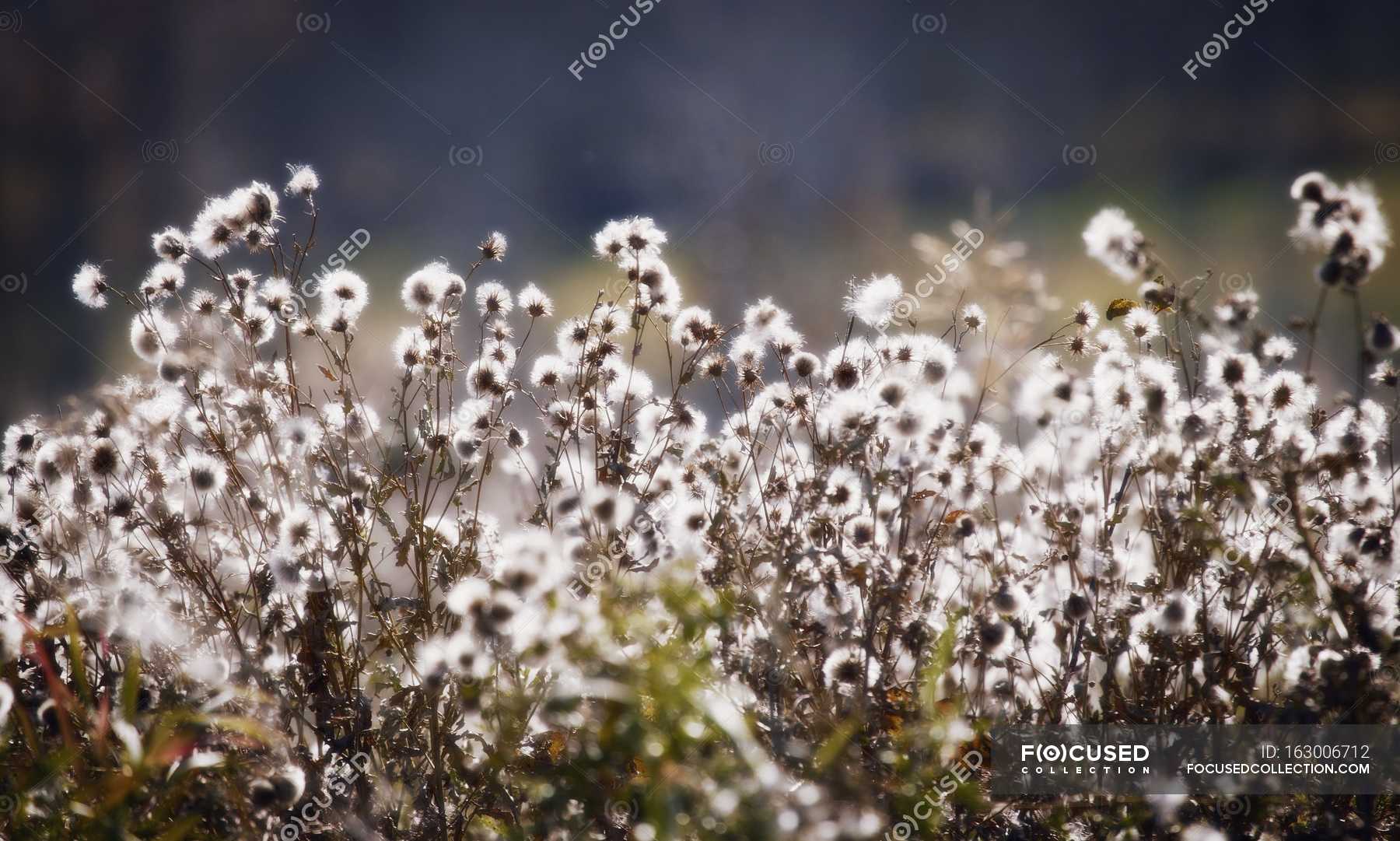 Las malas hierbas en flor al aire libre — campo, Medio ambiente - Stock