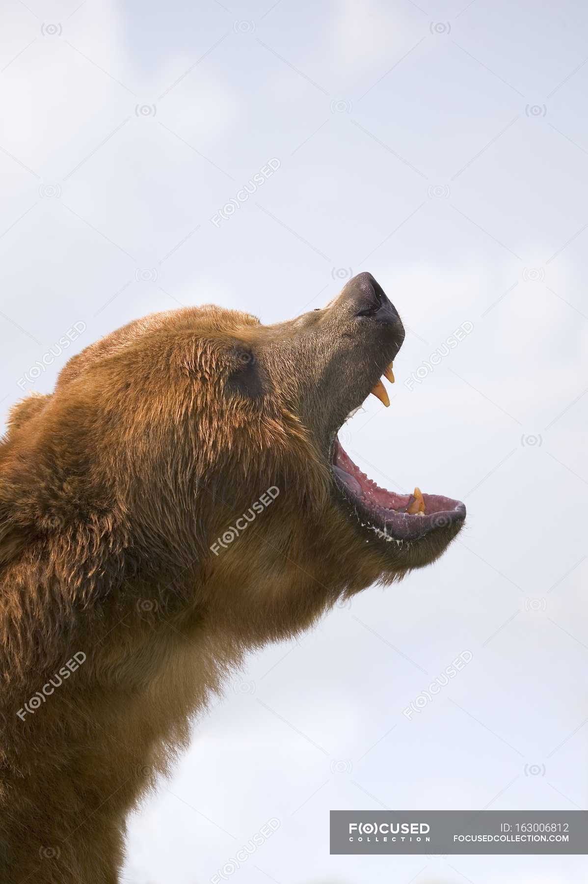 Pin by Lucas Carvalho on Animais Bear, Bear puns, Brown bear