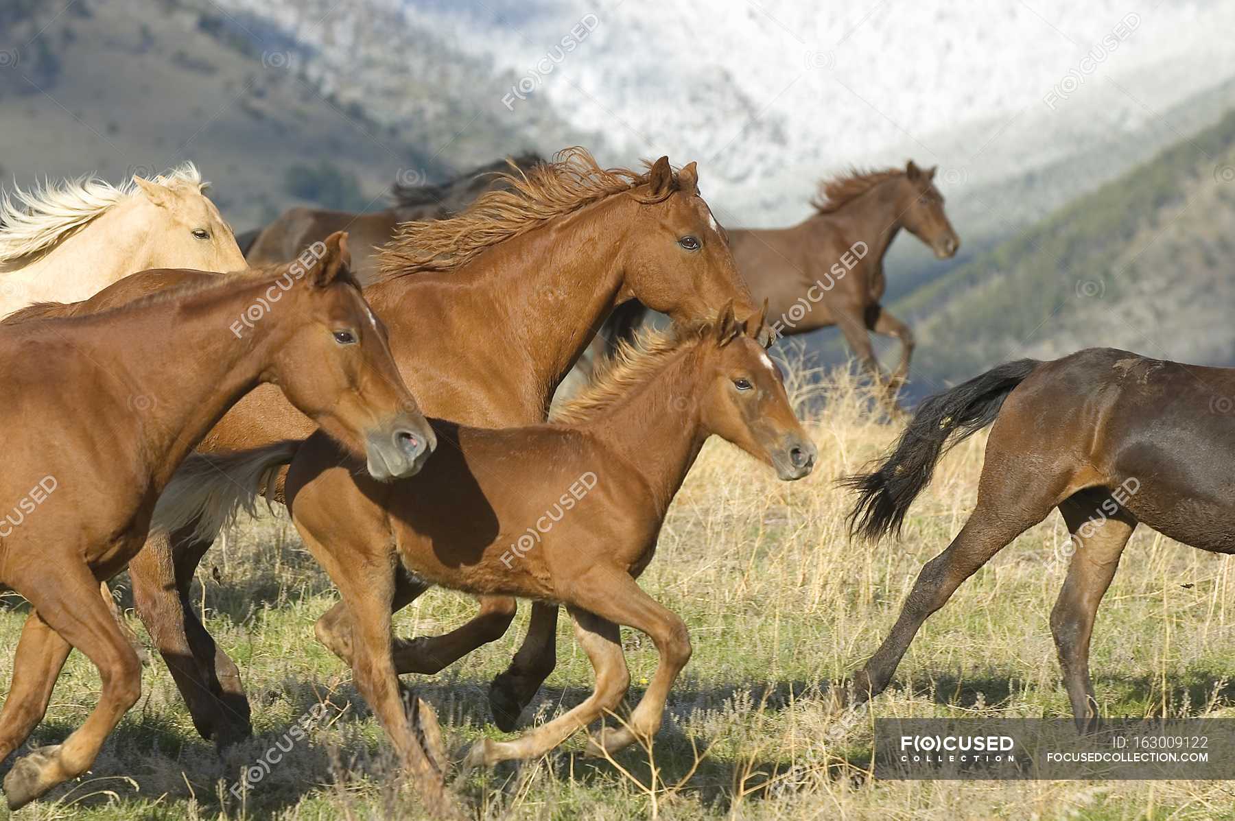 арабский скакун. конь шайр. лошадиная морда. лошадь ржет. коричневые бегущие лошади выставочные.