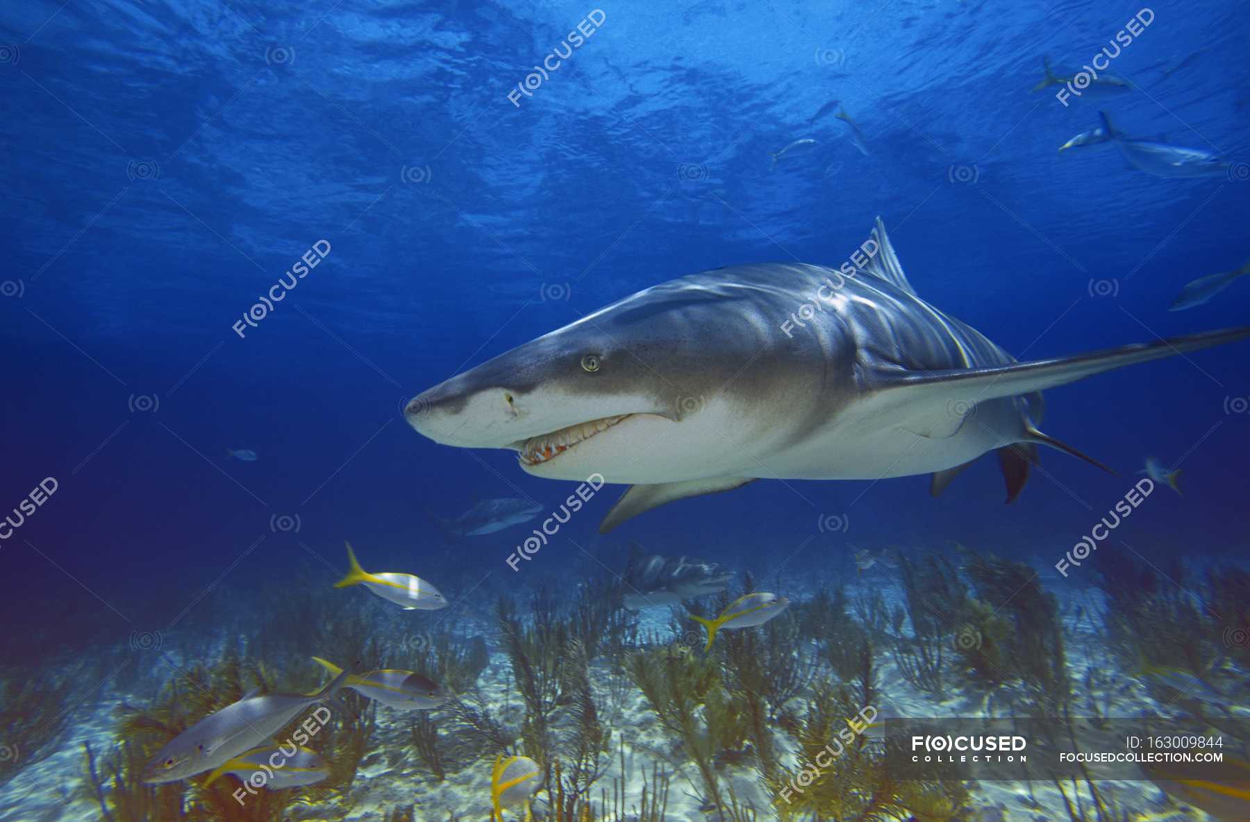 Lemon Shark swimming — branchia, background Stock Photo 163009844