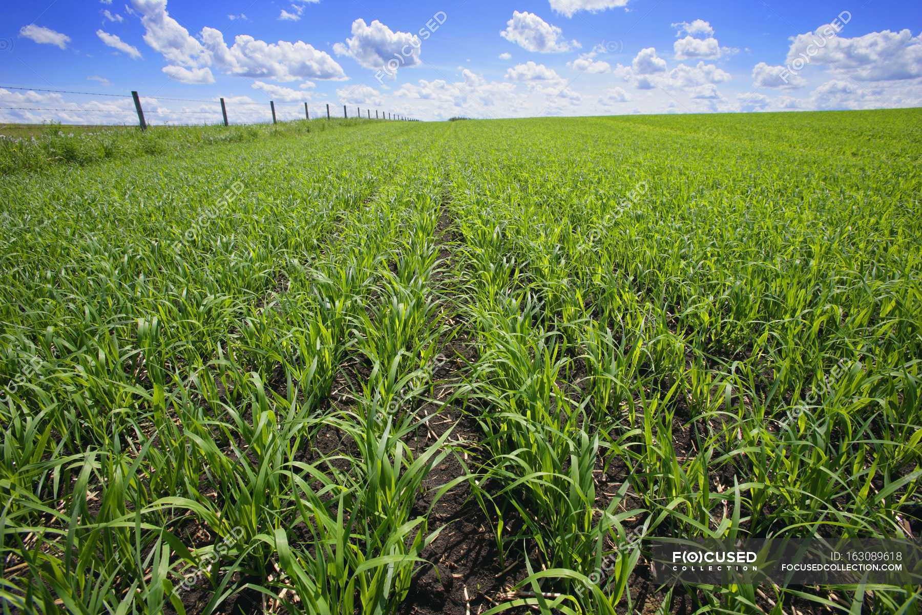 Fields Of Green Crop — outdoor, view Stock Photo 163089618