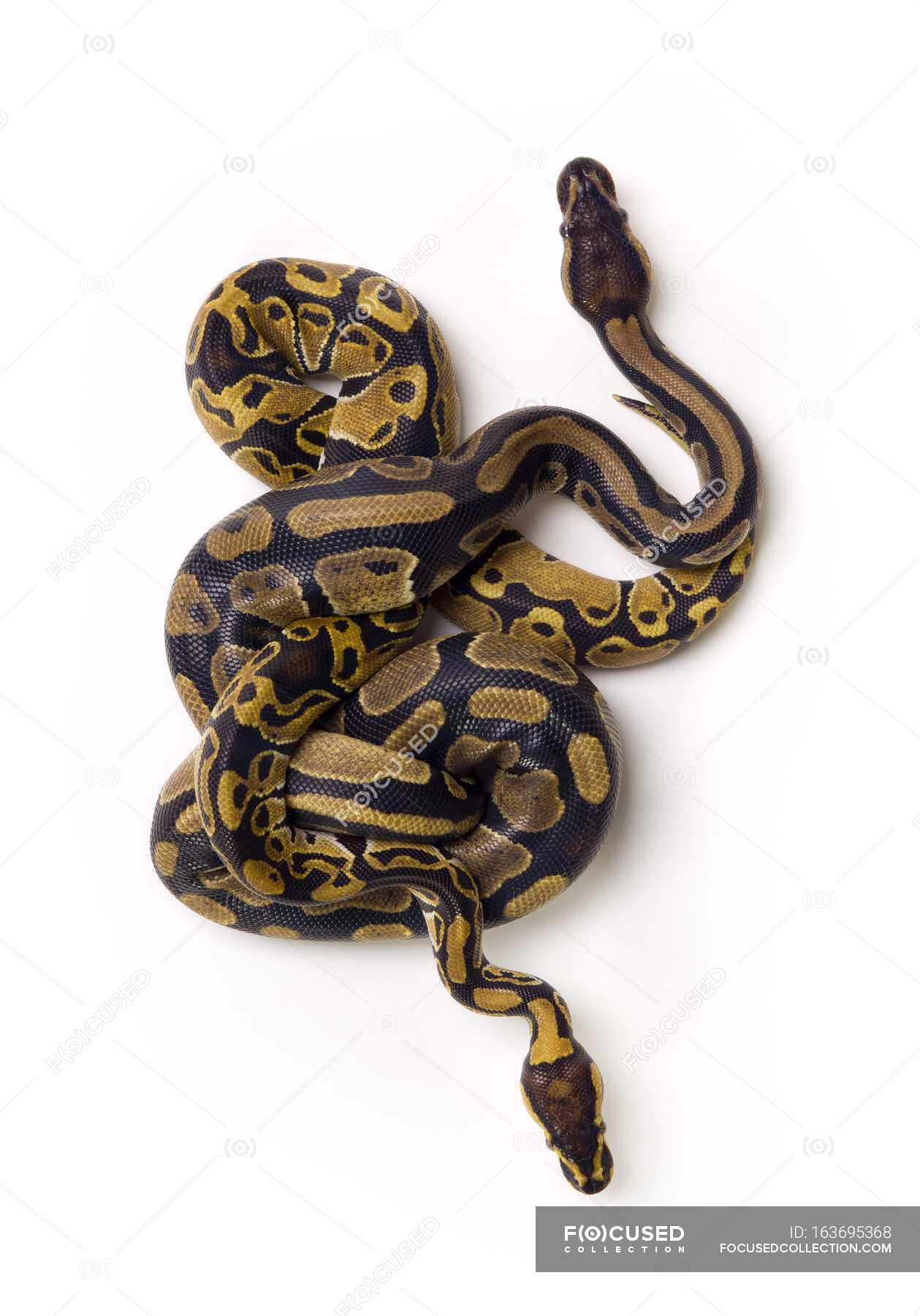 Two Ball Python Snakes — background, scenery - Stock Photo | #163695368