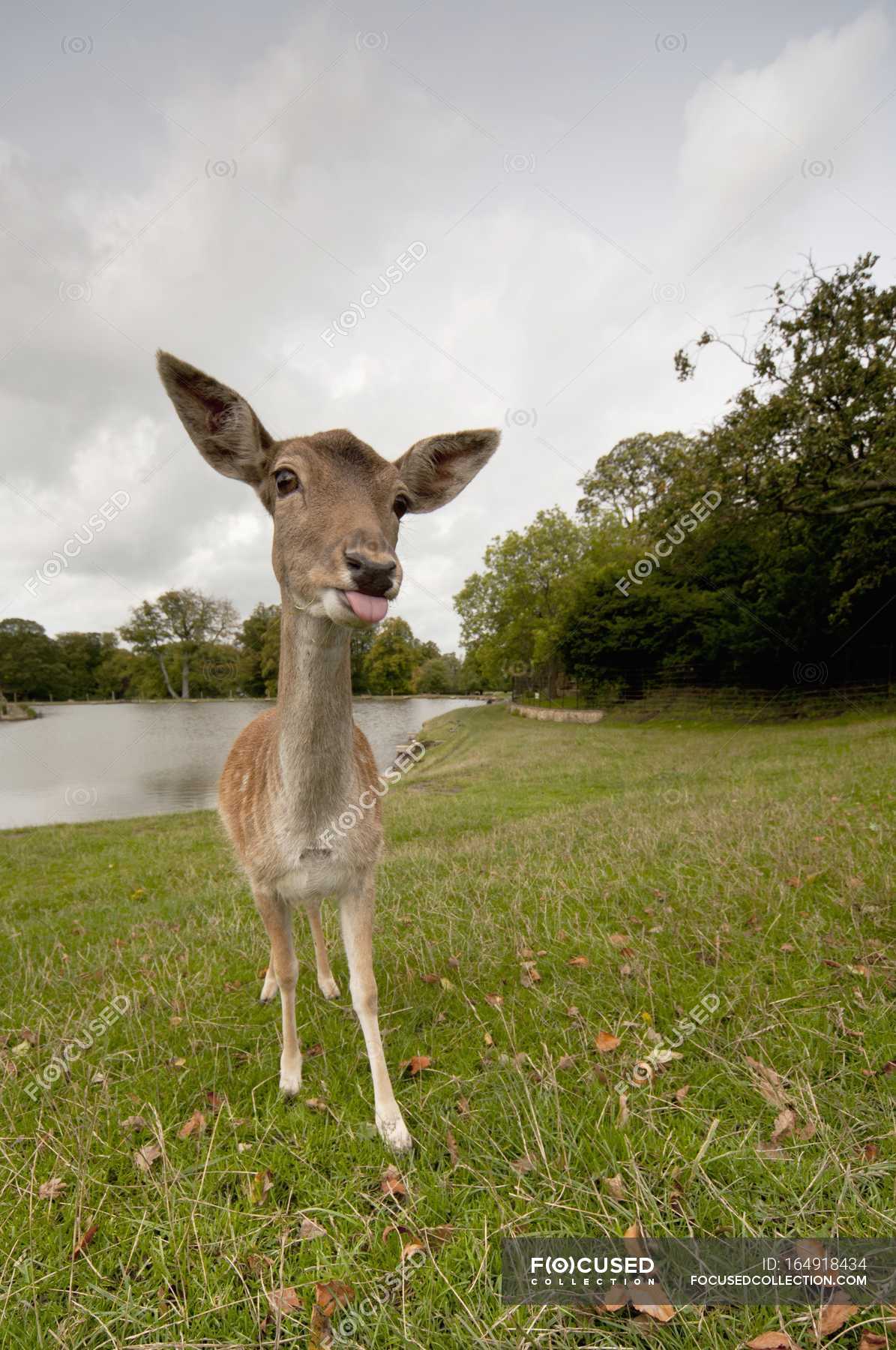 Deer Sticking Tongue Out — daylight, meadow - Stock Photo | #164918434