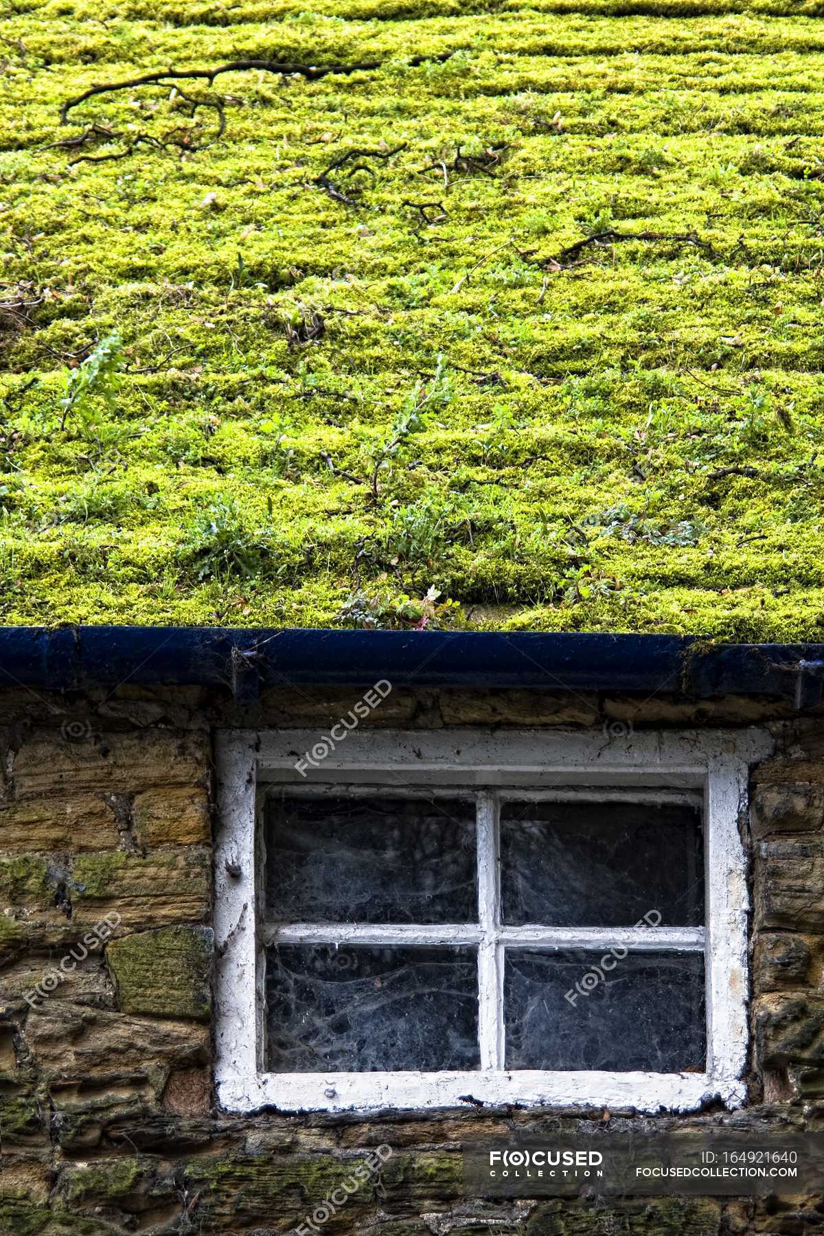 Grass Growing On Roof — design, place Stock Photo 164921640