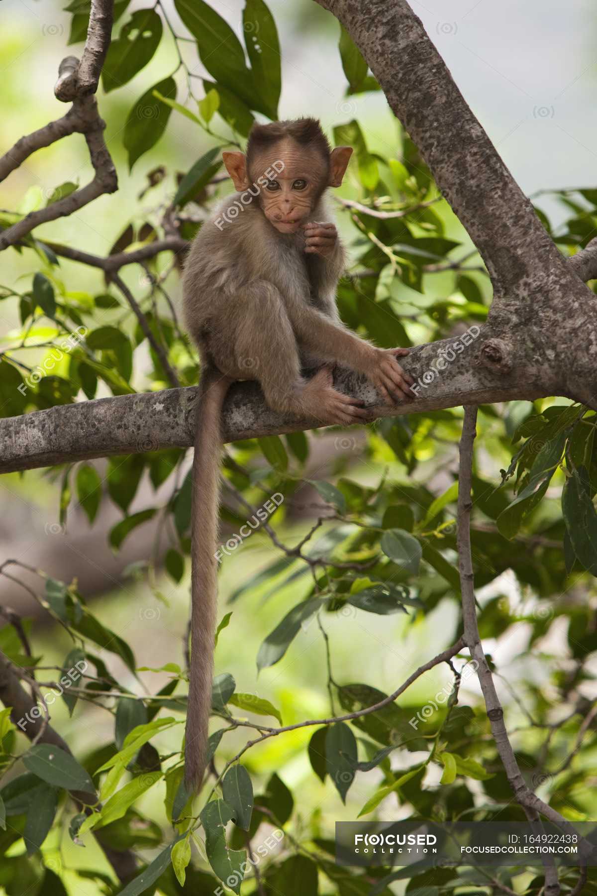 monkey-perched-in-tree-live-background-stock-photo-164922438