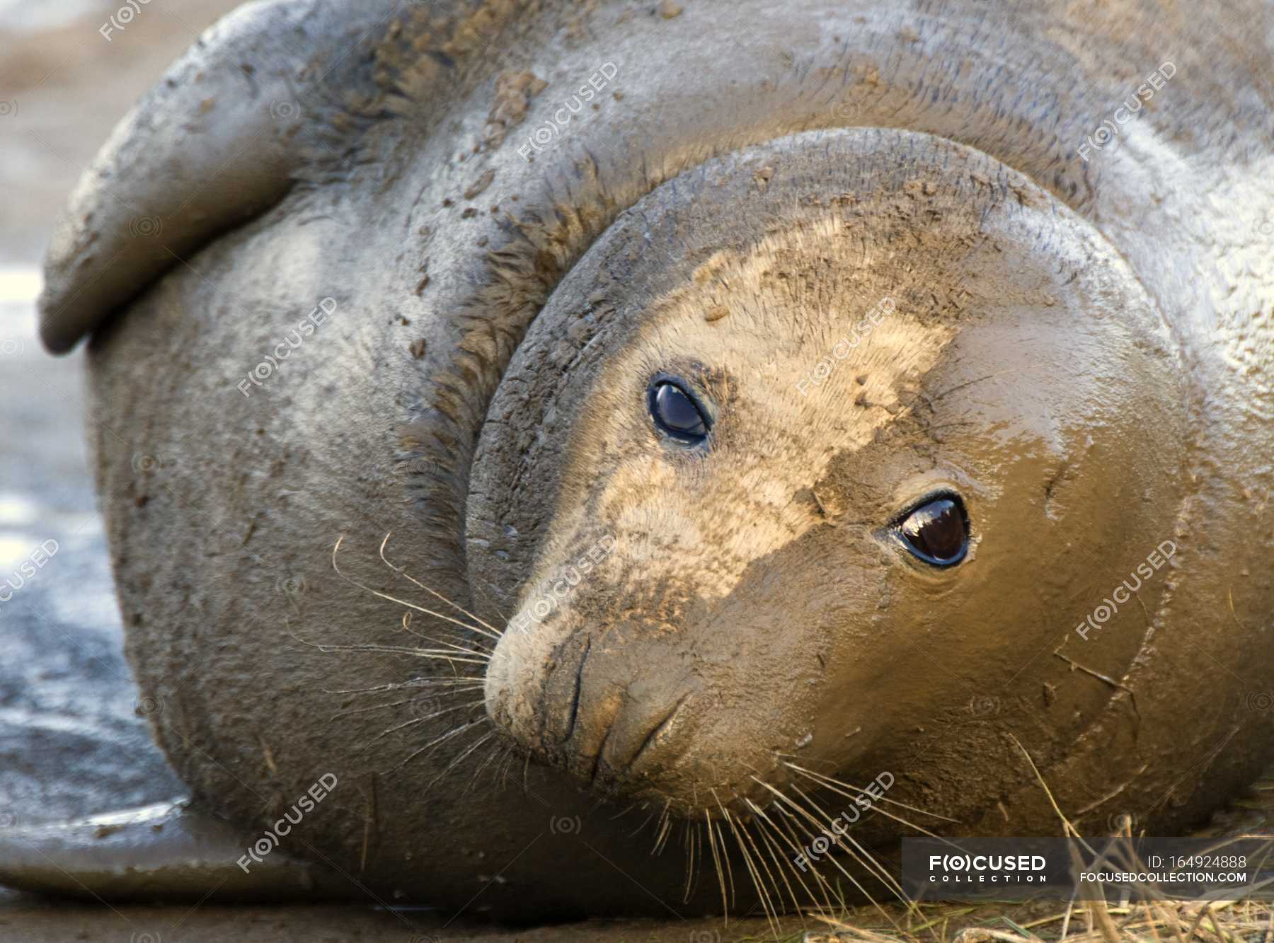 Seal Lying Down — eco, species - Stock Photo | #164924888