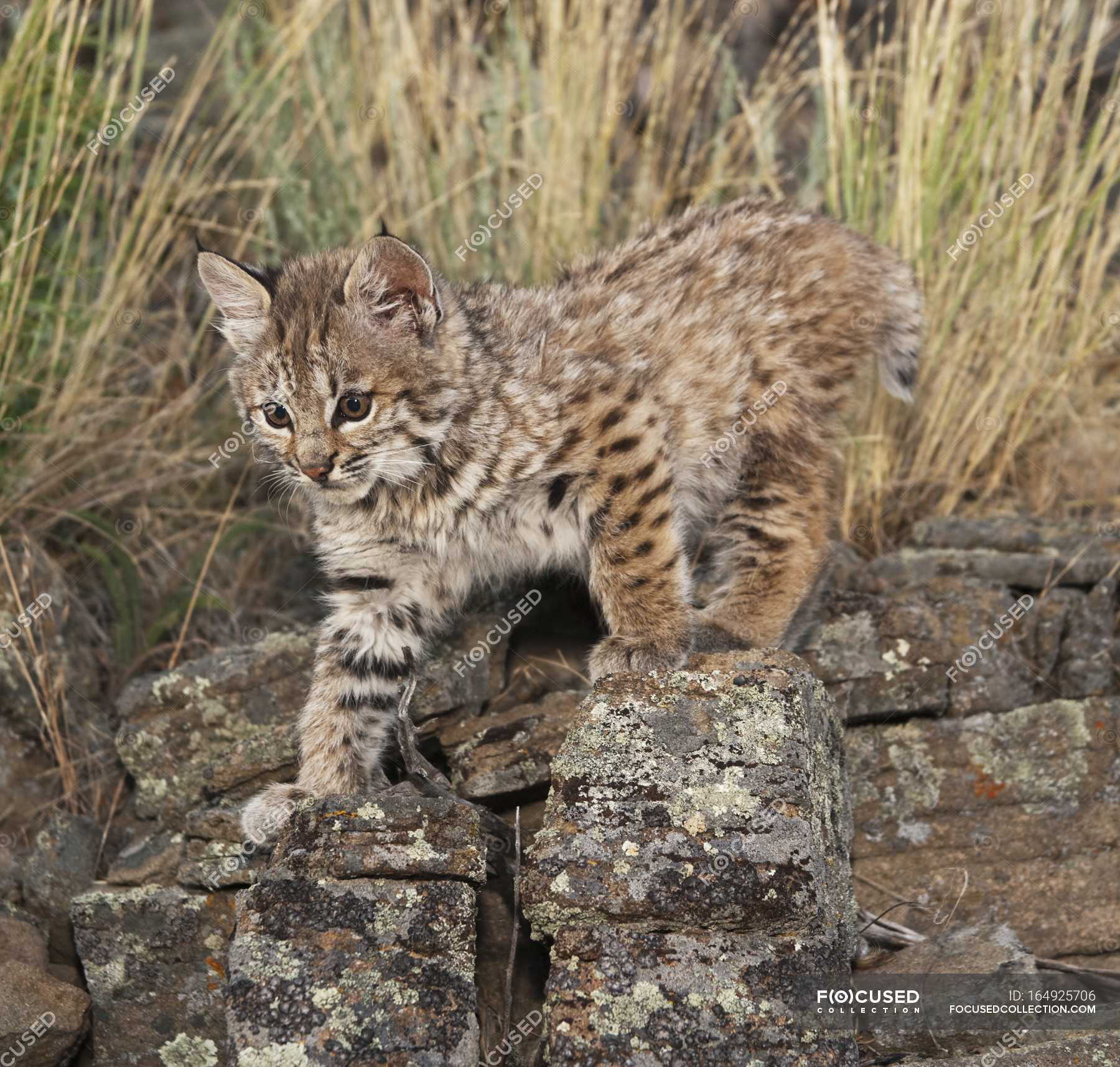 Bobcat Kitten Explores Rock Wildlife Biology Stock Photo 164925706