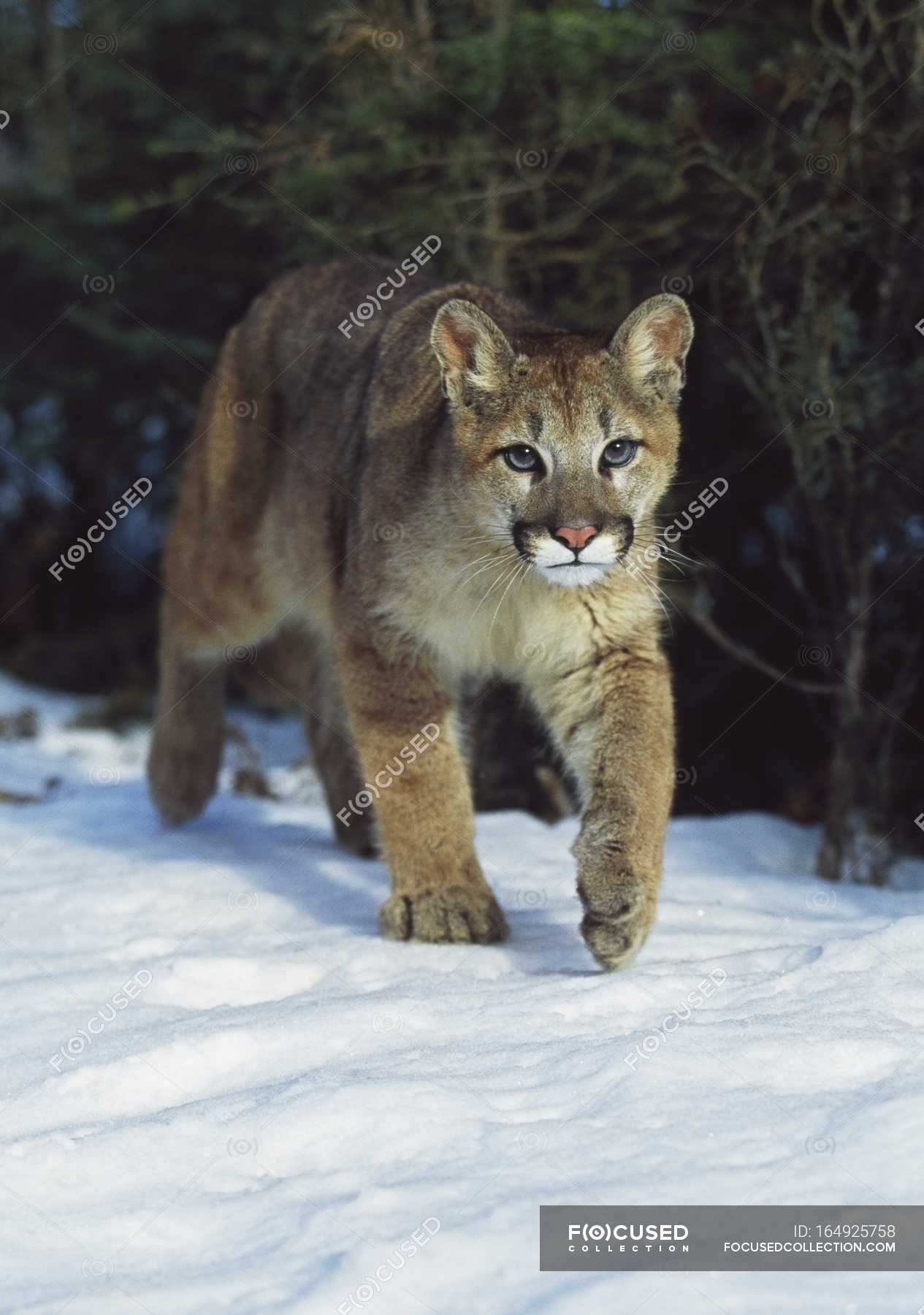 snow mountain lion