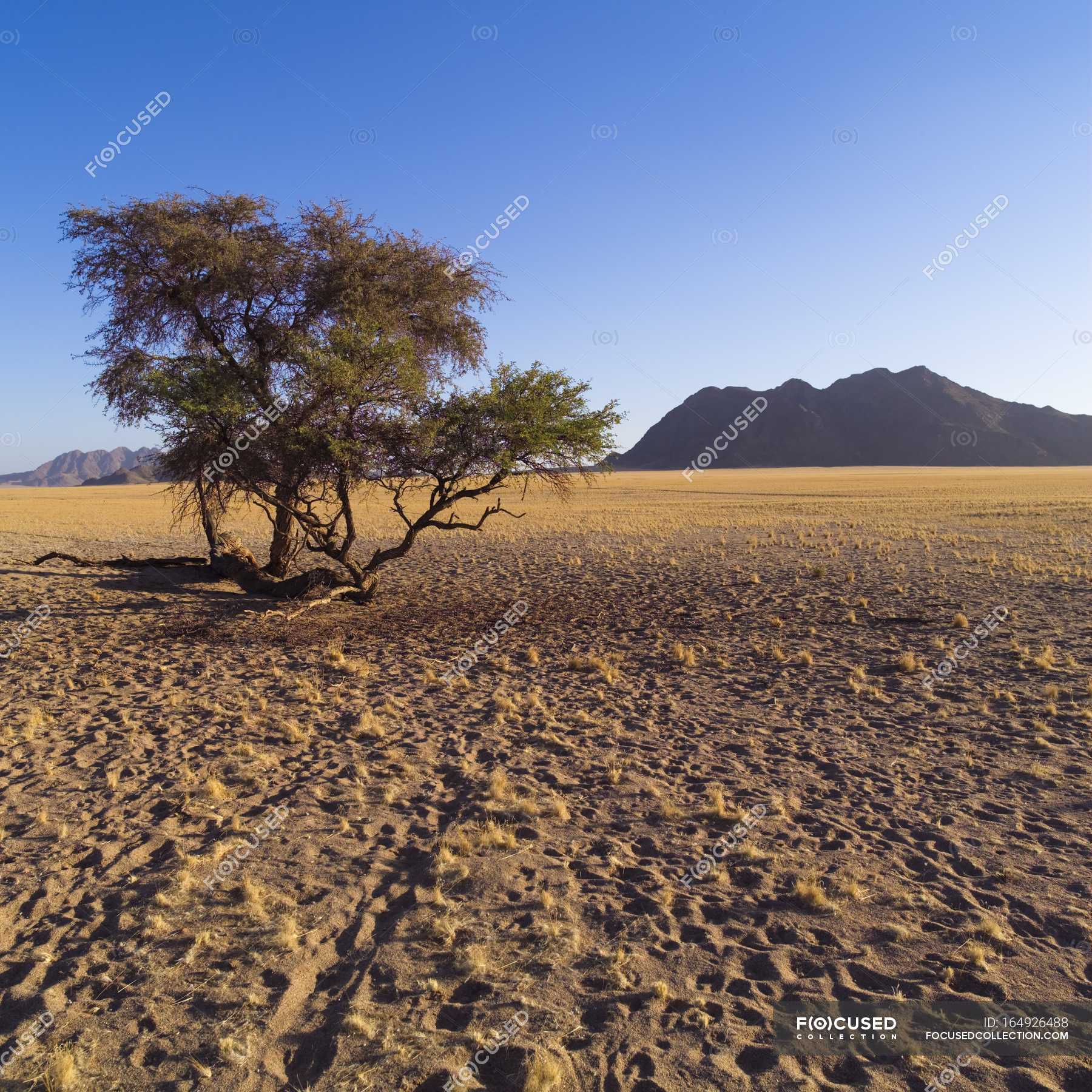 Tree In Desert over sand — plants, daytime - Stock Photo | #164926488