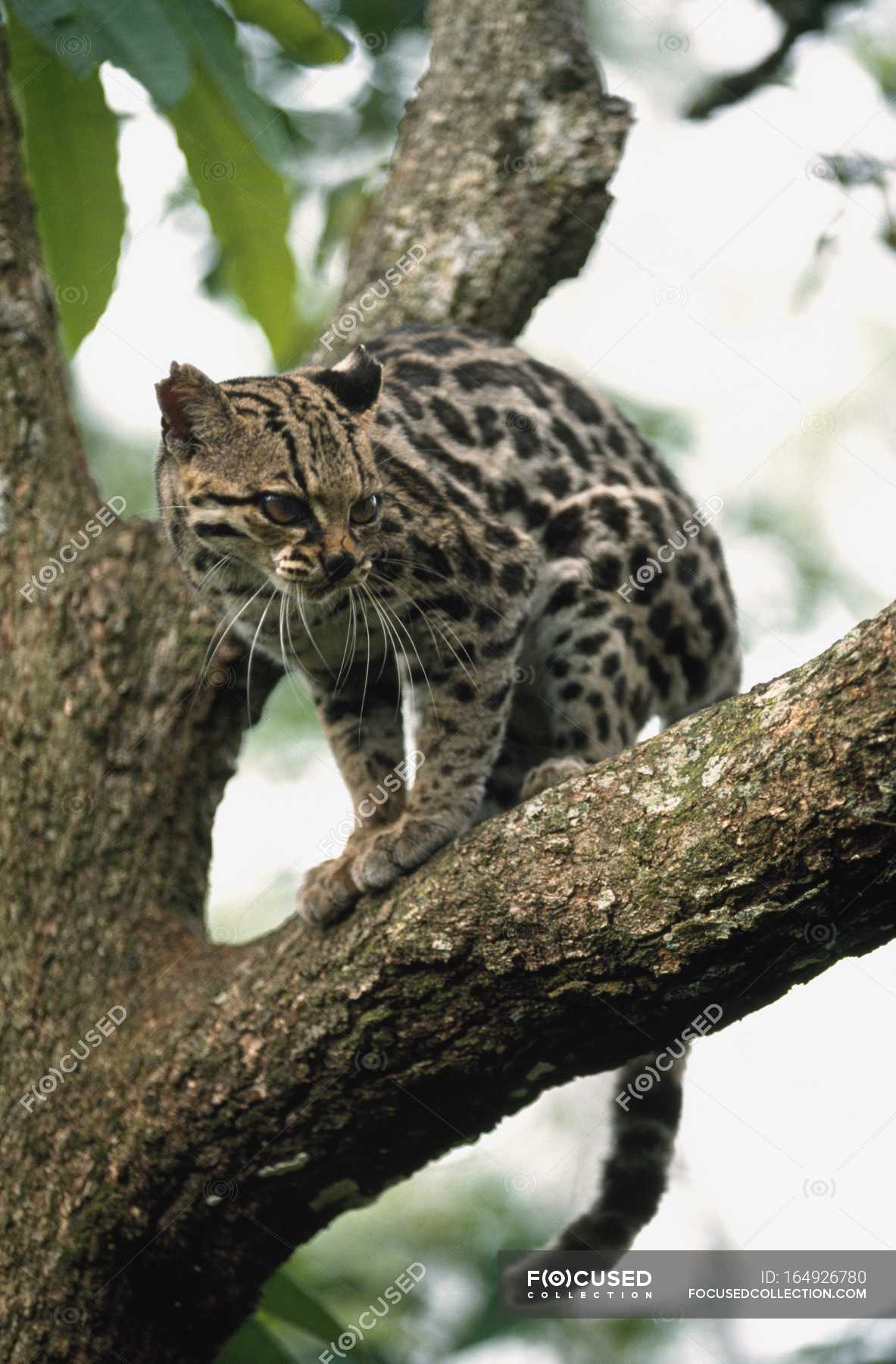 Margay sitting on tree — view, species - Stock Photo | #164926780