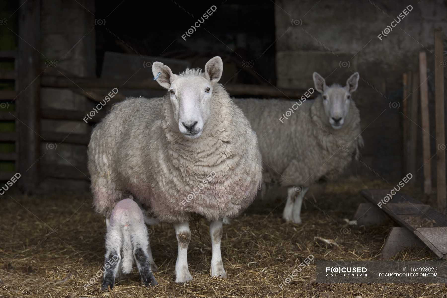 A Lamb Getting Milk — animals, live - Stock Photo | #164928026