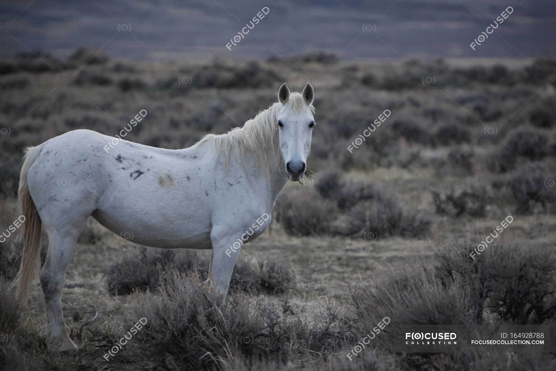 Wild Horse In Field — standing, skin - Stock Photo | #164928788