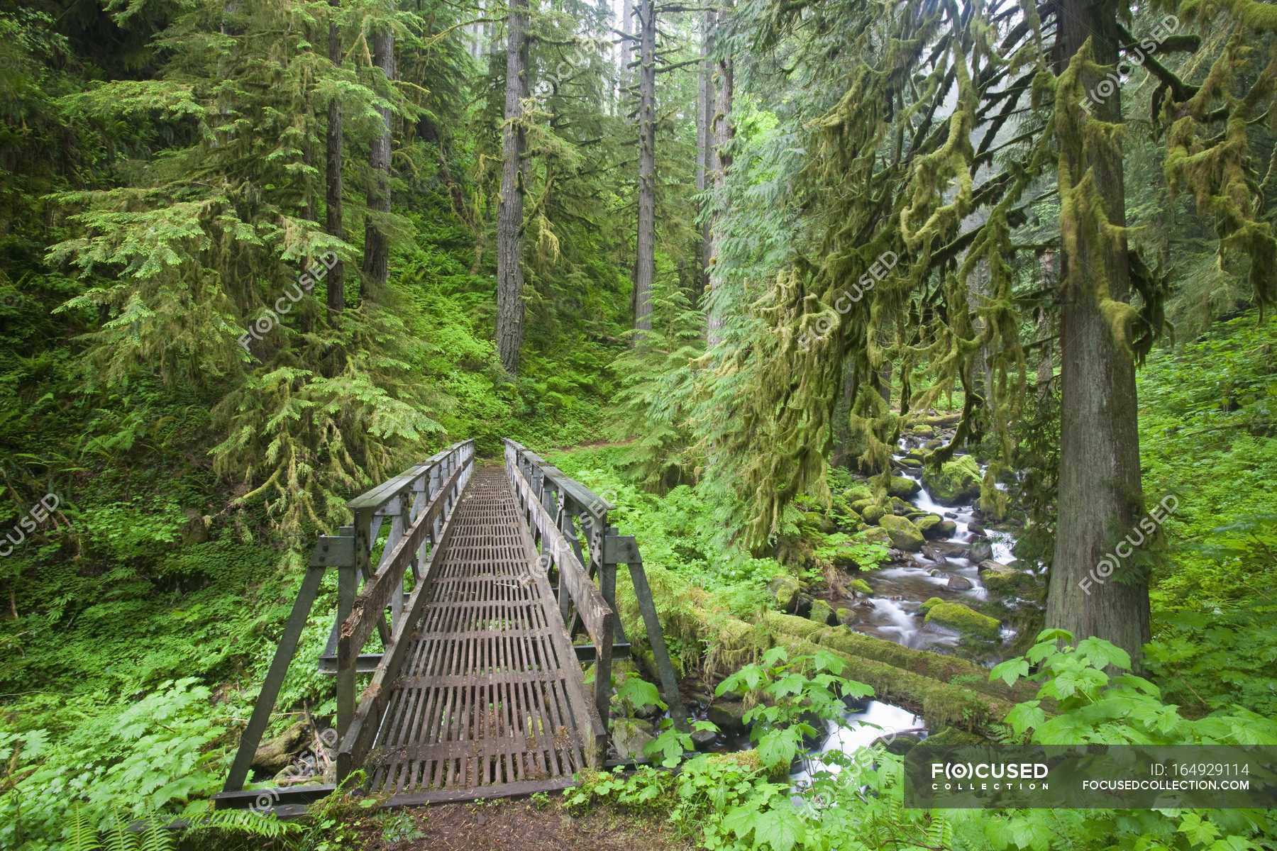 Trail And Creek In Lush Forest — Nature, Outdoor - Stock Photo 