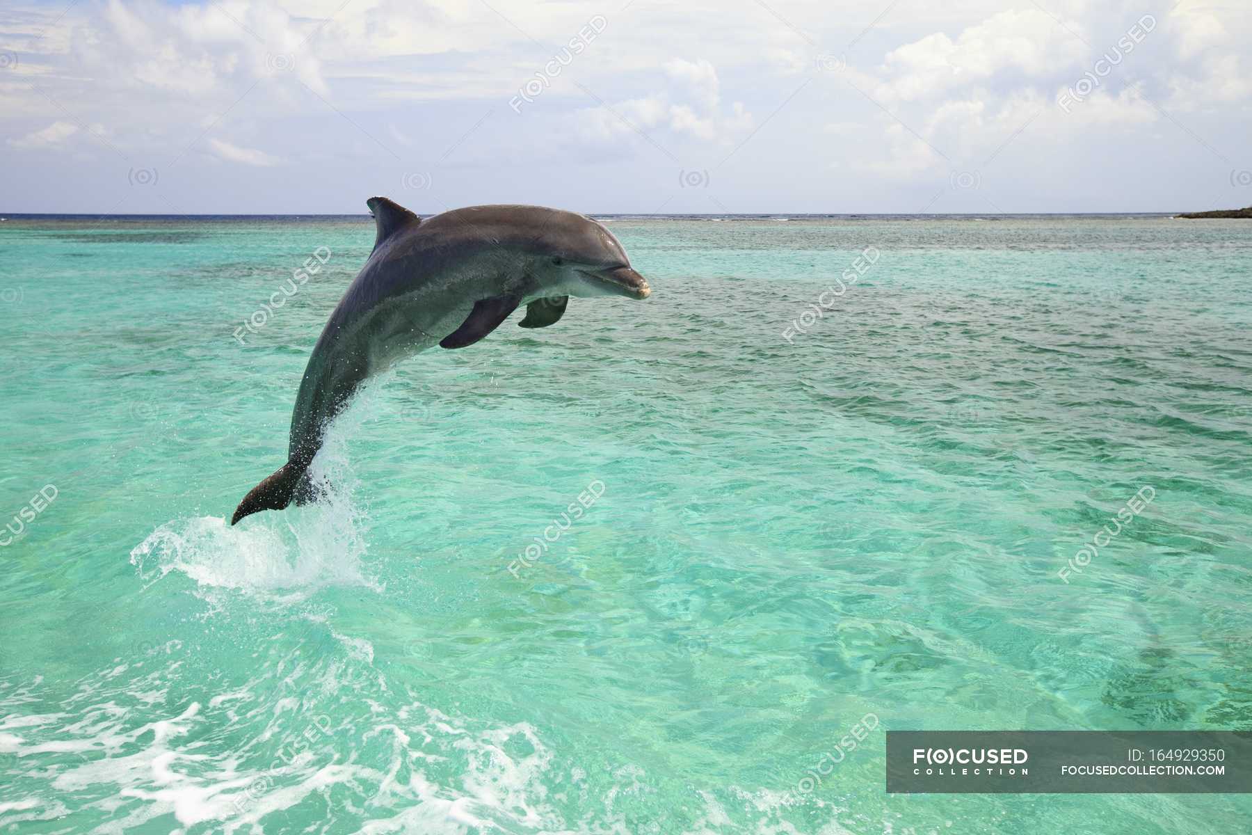 Bottlenose Dolphin Jumping — Life, Vitality - Stock Photo 