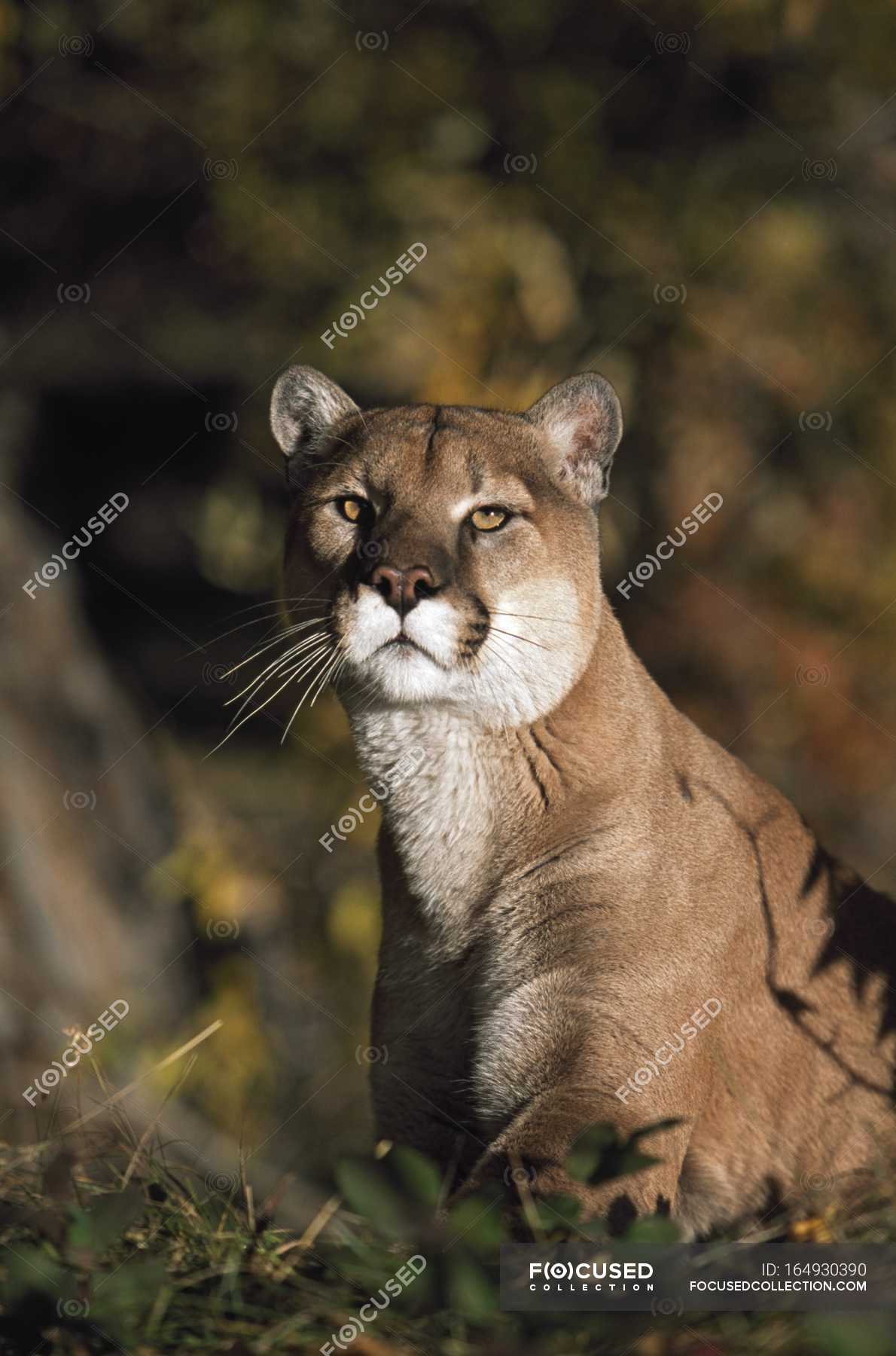 Portrait Of Mountain Lion — biology, species - Stock Photo | #164930390