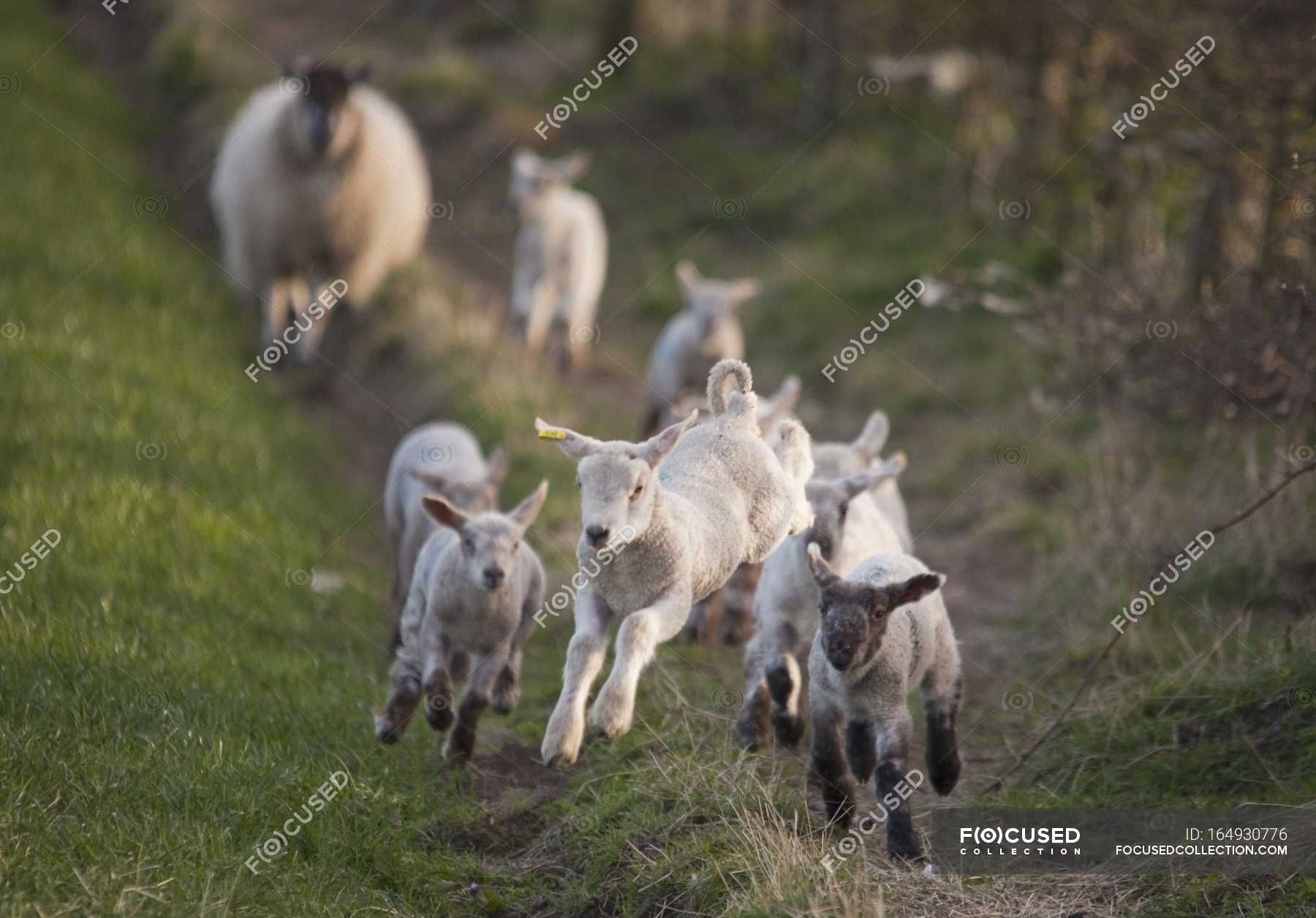 Group Of Lambs Running — backdrop, eco - Stock Photo | #164930776