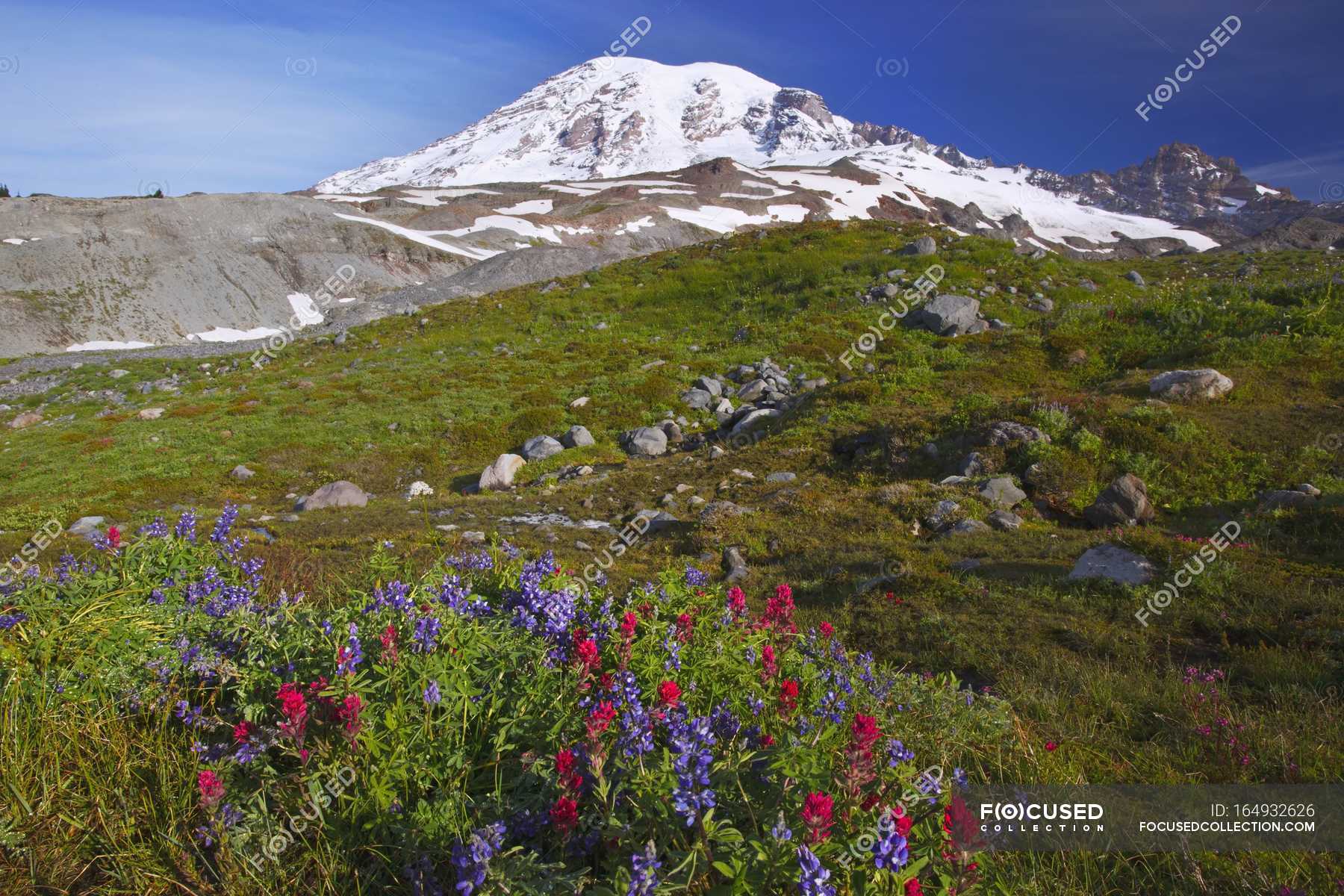 wildflowers-at-foot-of-mountain-idyllic-outdoors-stock-photo-164932626