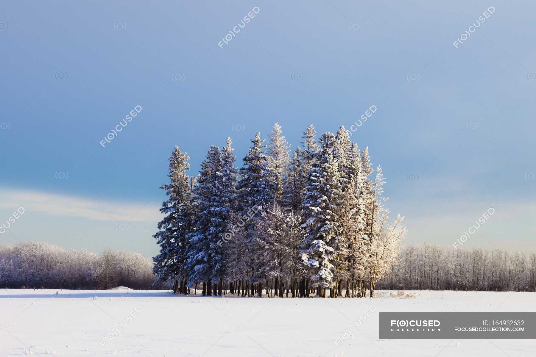 Cluster Of Trees In Field — freshness, earth Stock Photo 164932632