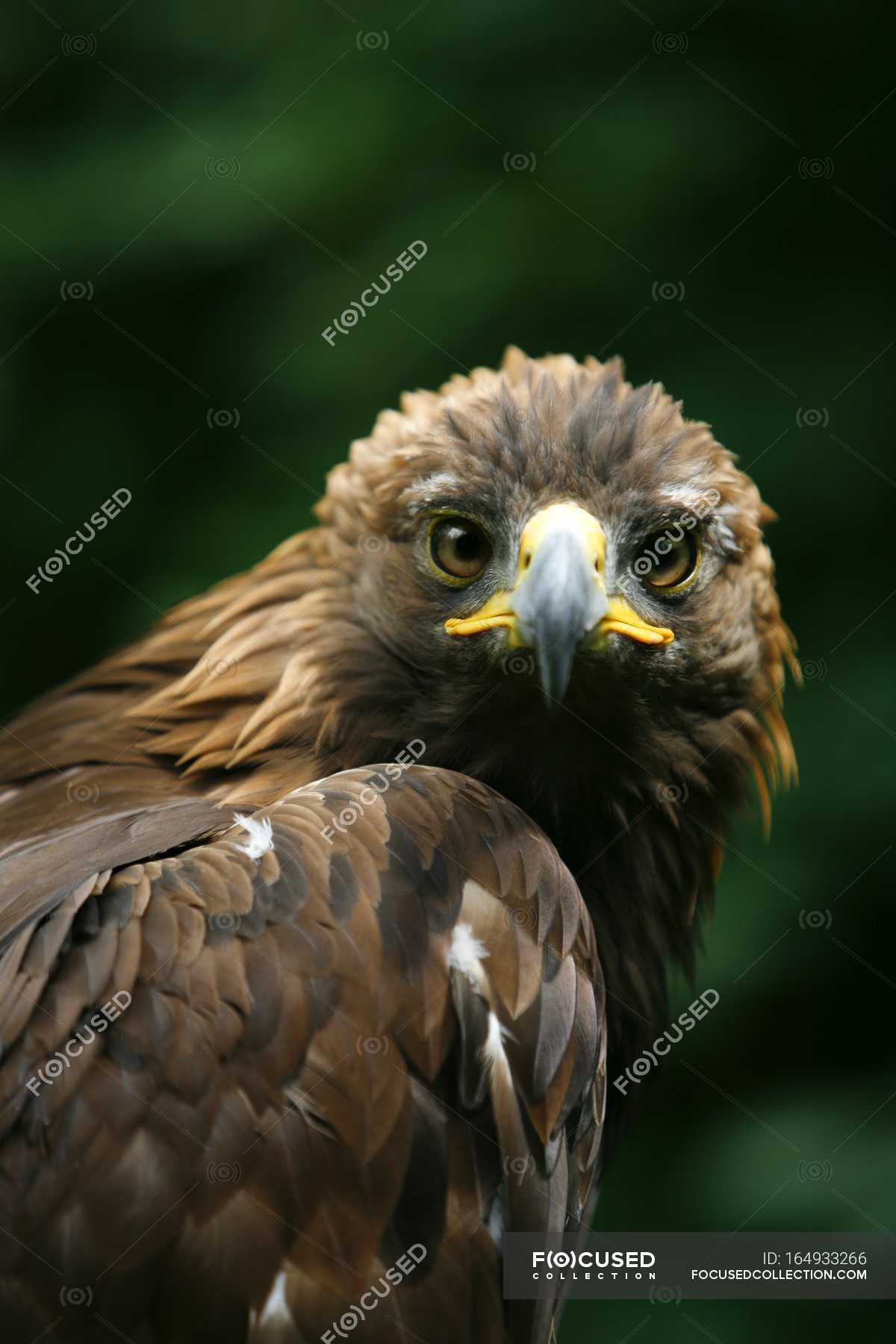 Cara de águila — La vida, Medio ambiente - Stock Photo | #164933266