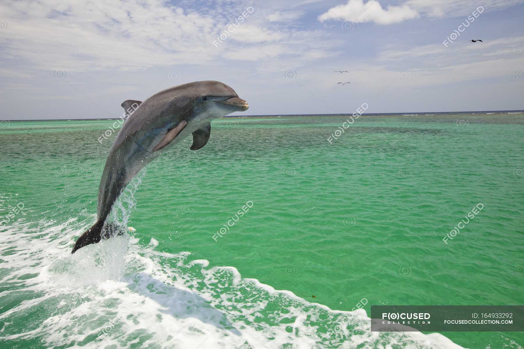 Bottlenose Dolphin Jumping — environment, background - Stock Photo ...