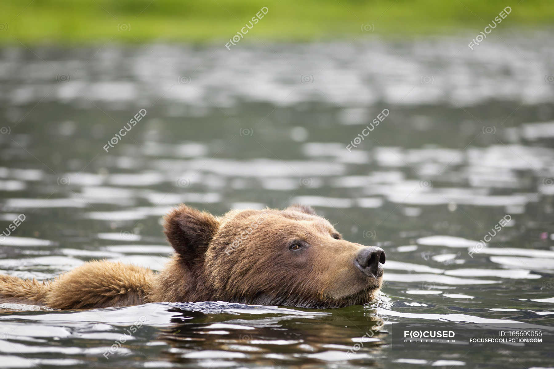 grizzly bears can swim