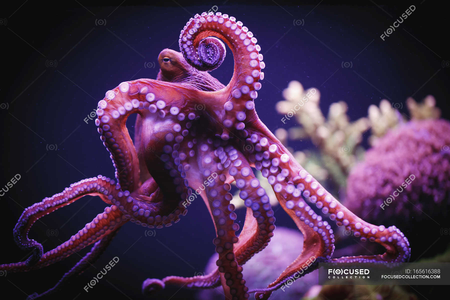 Octopus Swimming In The Water