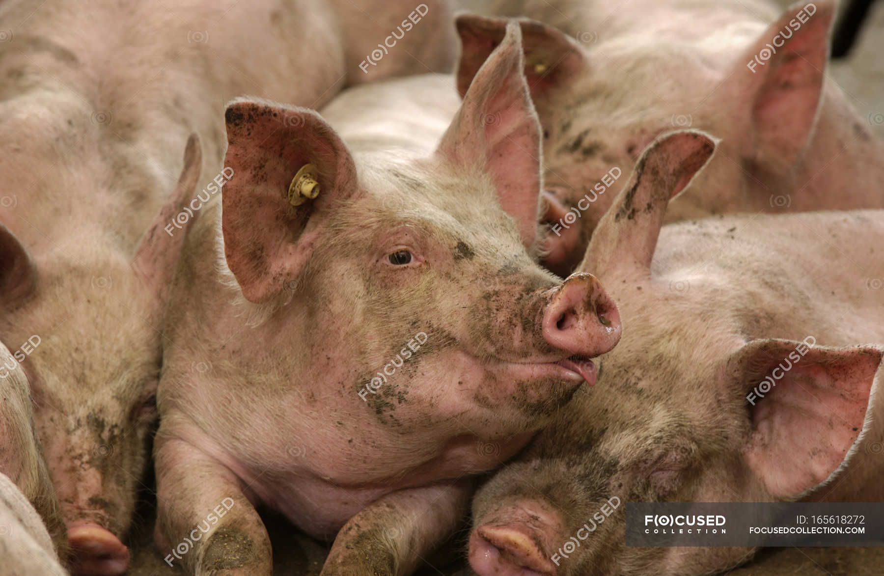 Свиней з тегами на вухах hog конфайнменту об'єкті. 