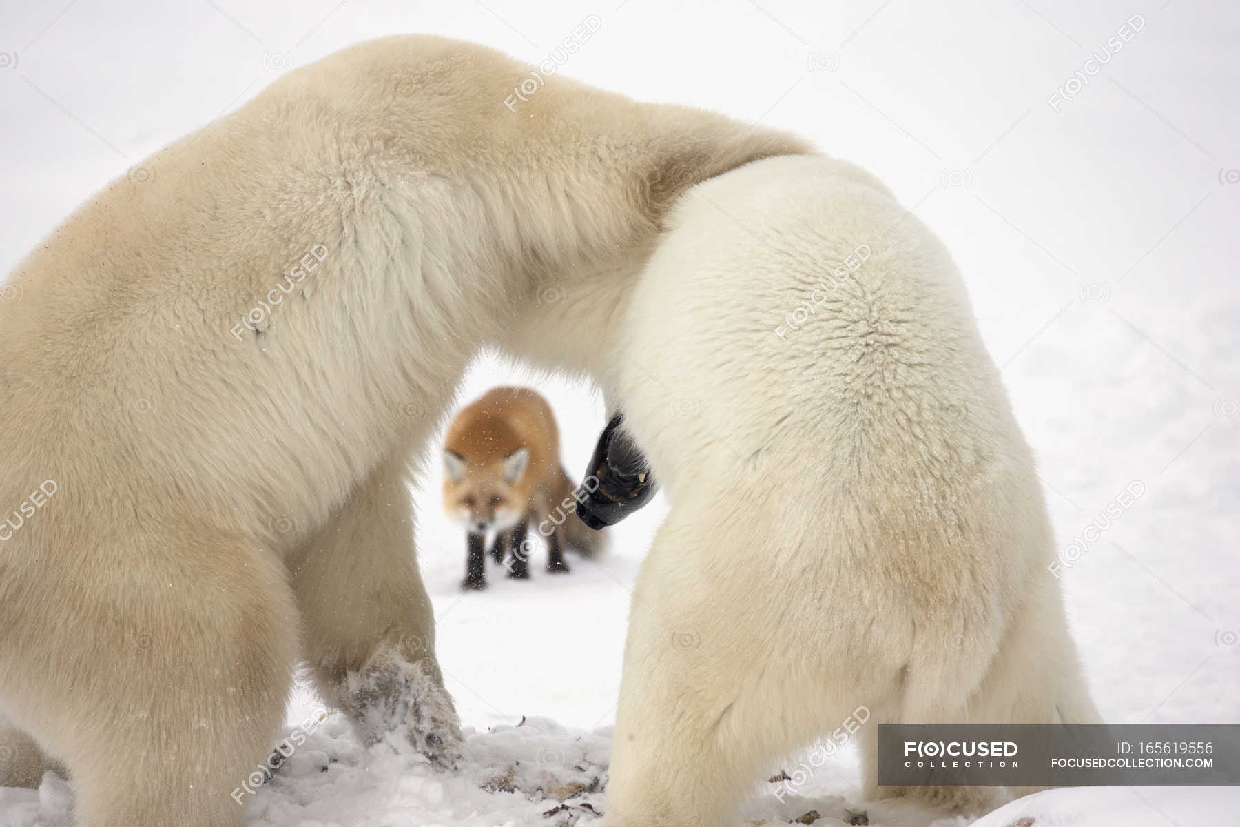 Белый медведь борьба. Белый медведь Ursus maritimus. Белый медведь и лиса. Белые медведи лисички. Борьба с белым медведем.