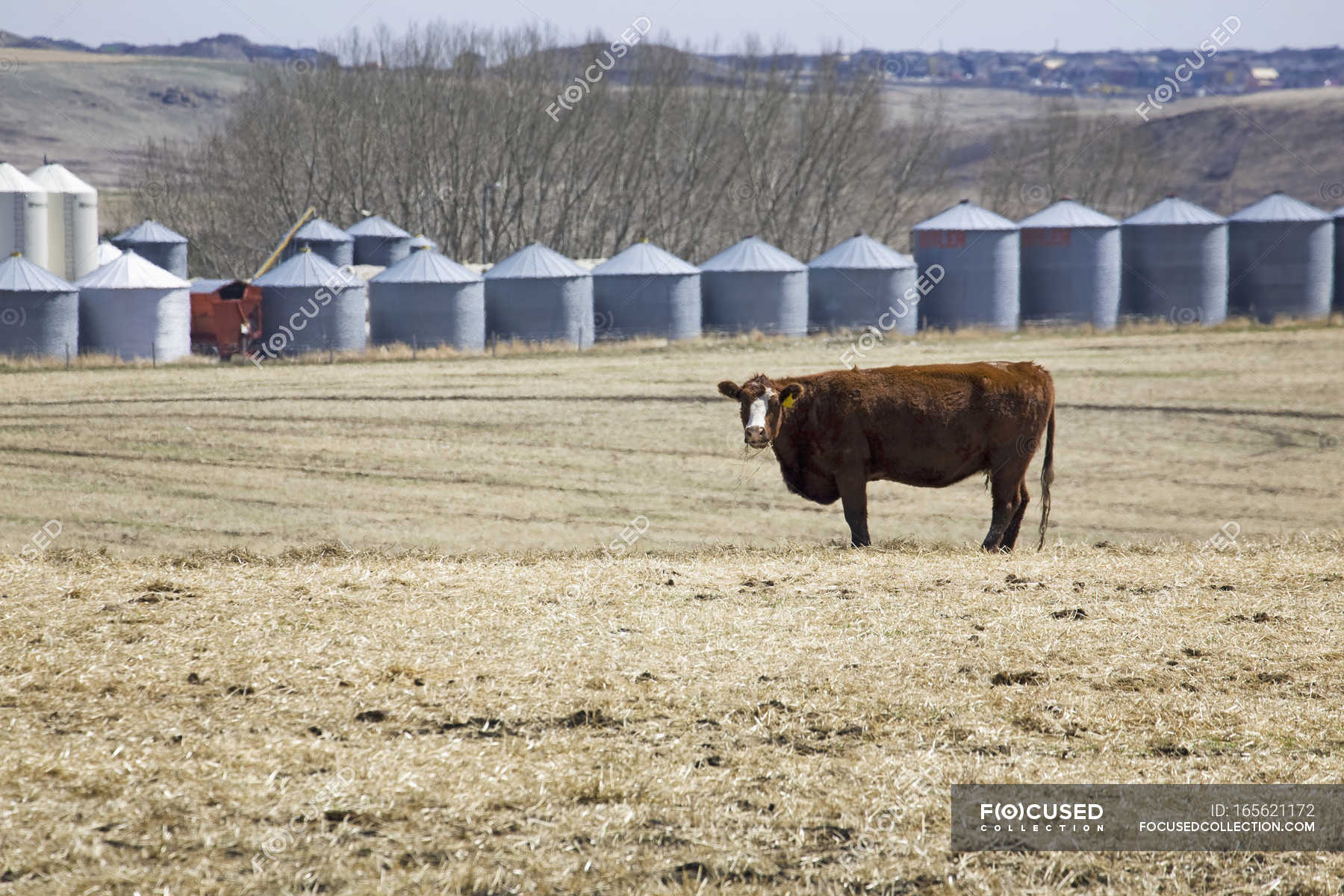Cattle grazing in stubble field — grain, dry - Stock Photo | #165621172