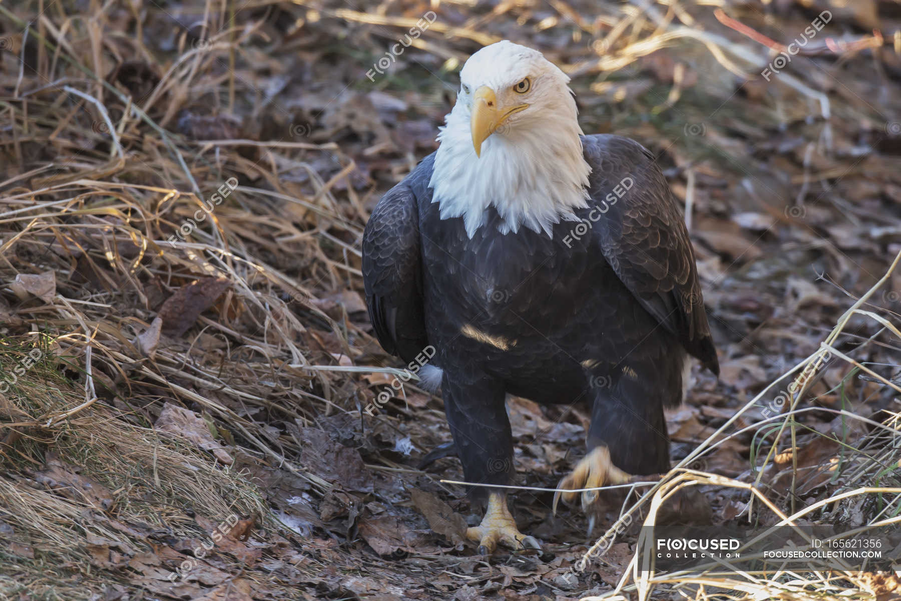 Bald eagle walking — nature, concept Stock Photo 165621356