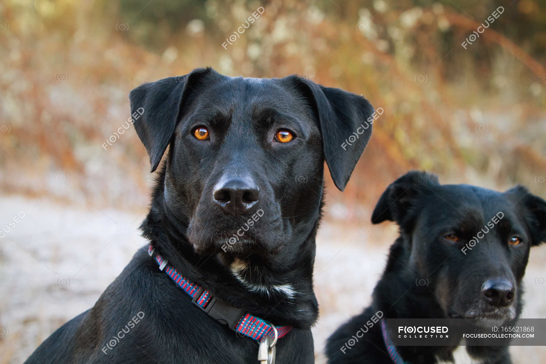 Two black dogs — vitality, fauna - Stock Photo | #165621868