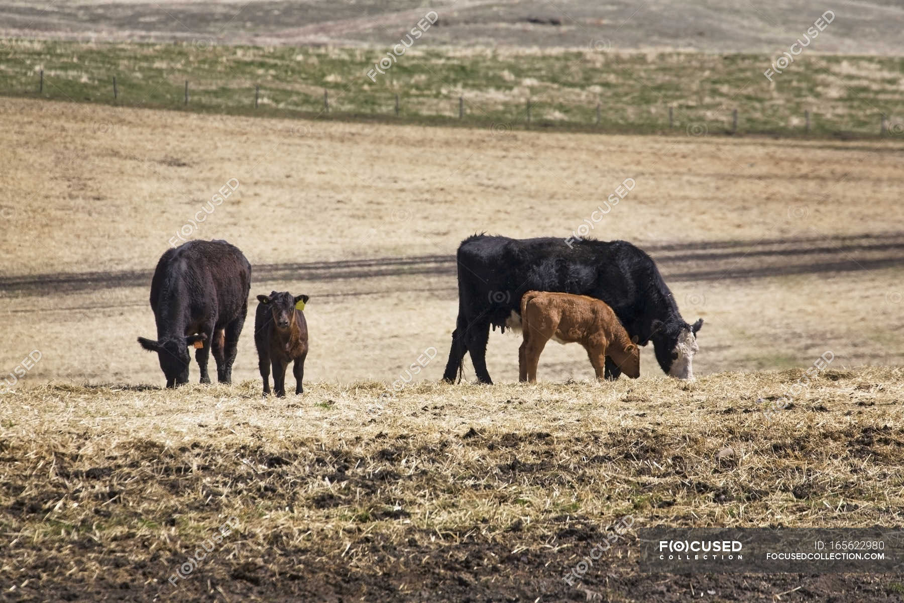Cattle grazing in stubble field — farming, full Stock Photo 165622980
