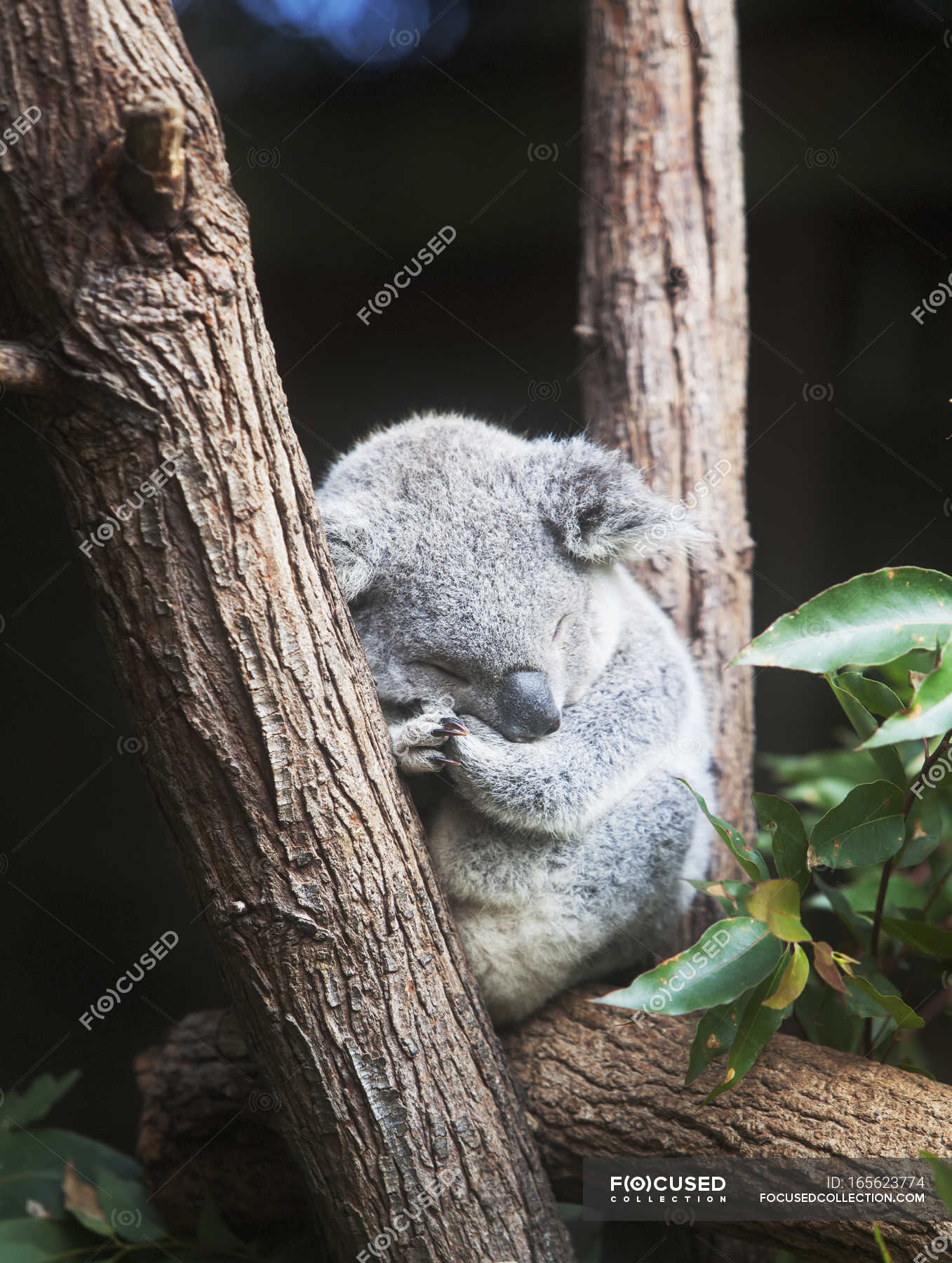 koala sleeping in tree