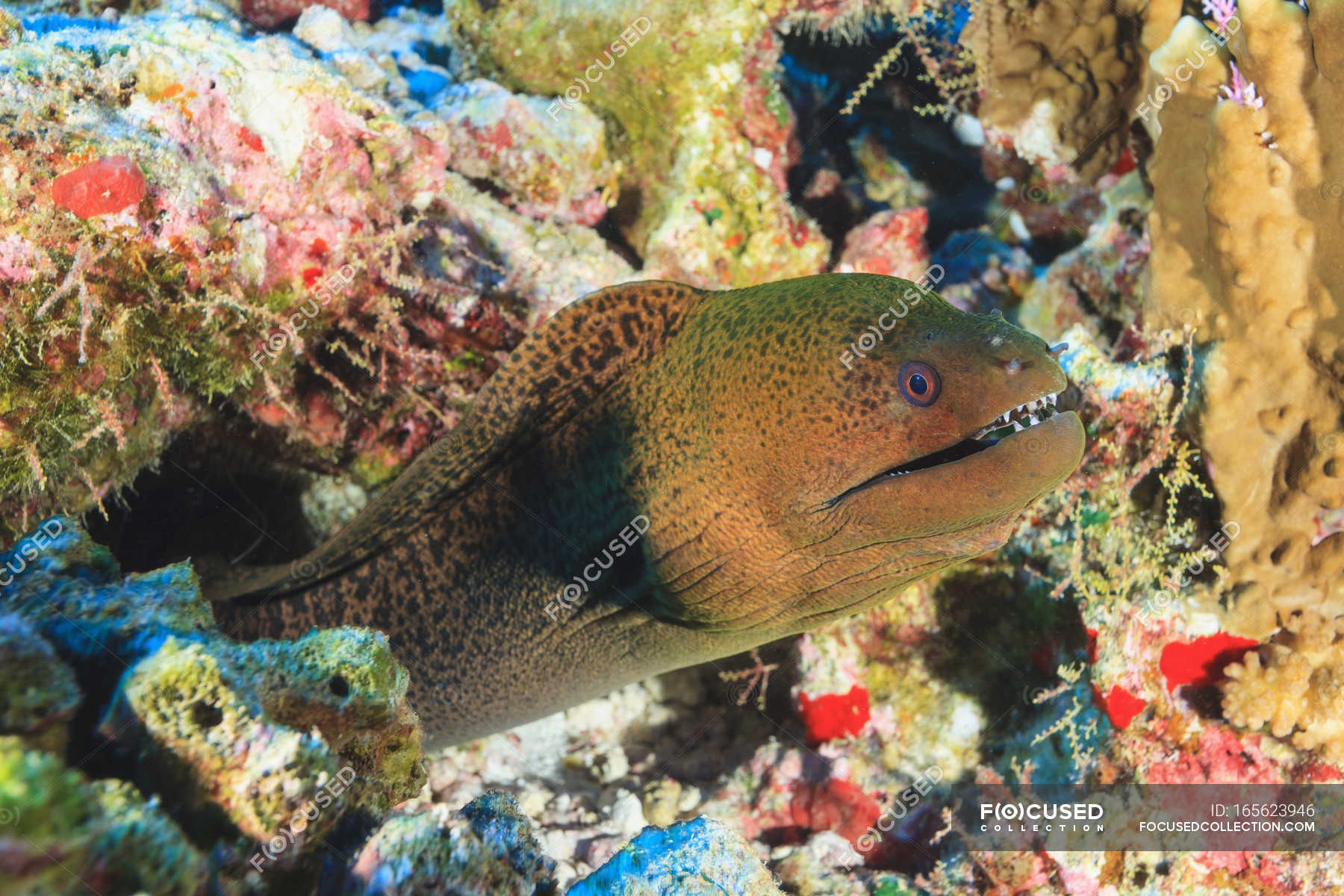 Green moray eel — theme, under - Stock Photo | #165623946