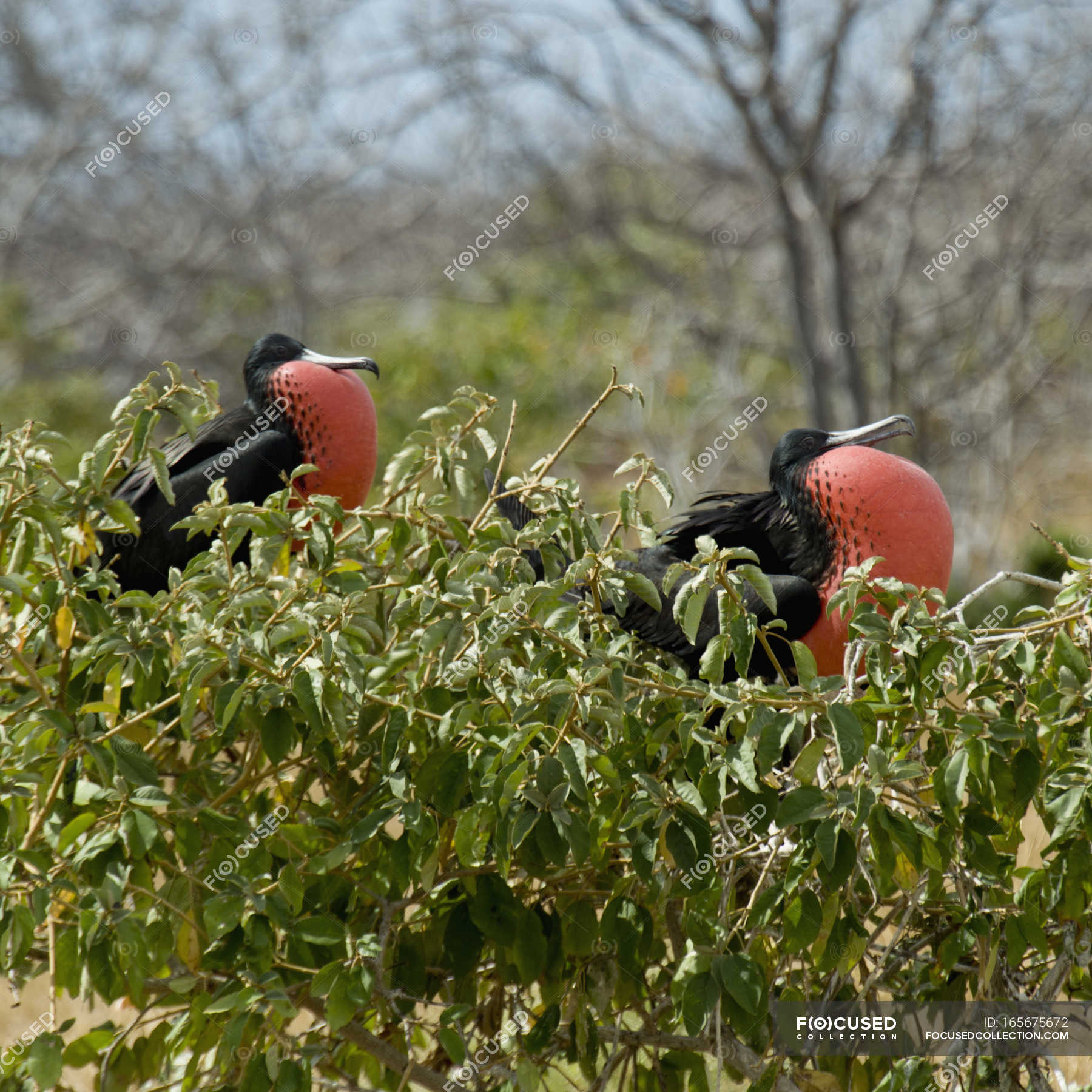 Two Frigatebirds With Throat Pouches — natural, wilderness - Stock ...