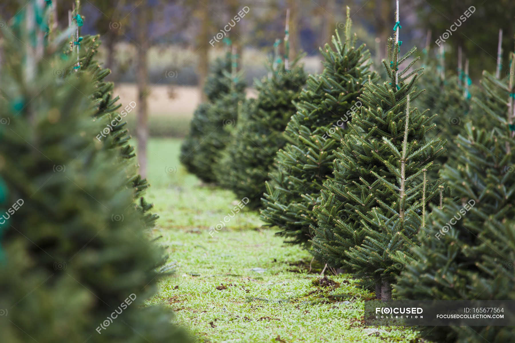 Christmas Tree Farm; Everson — Festivity, conifer Stock Photo
