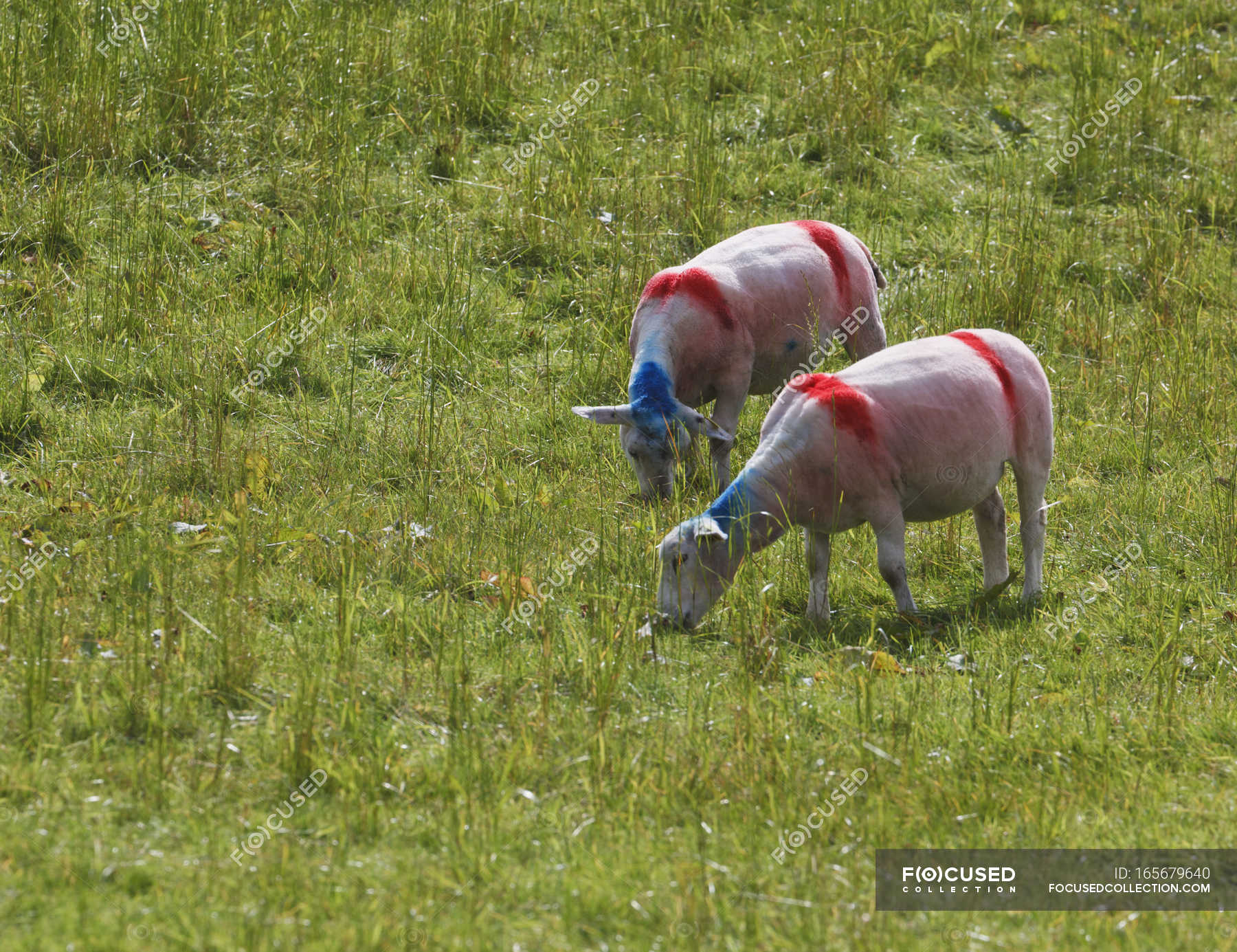 Sheep Painted With Red And Blue Markings — two animals, aries Stock Photo 165679640