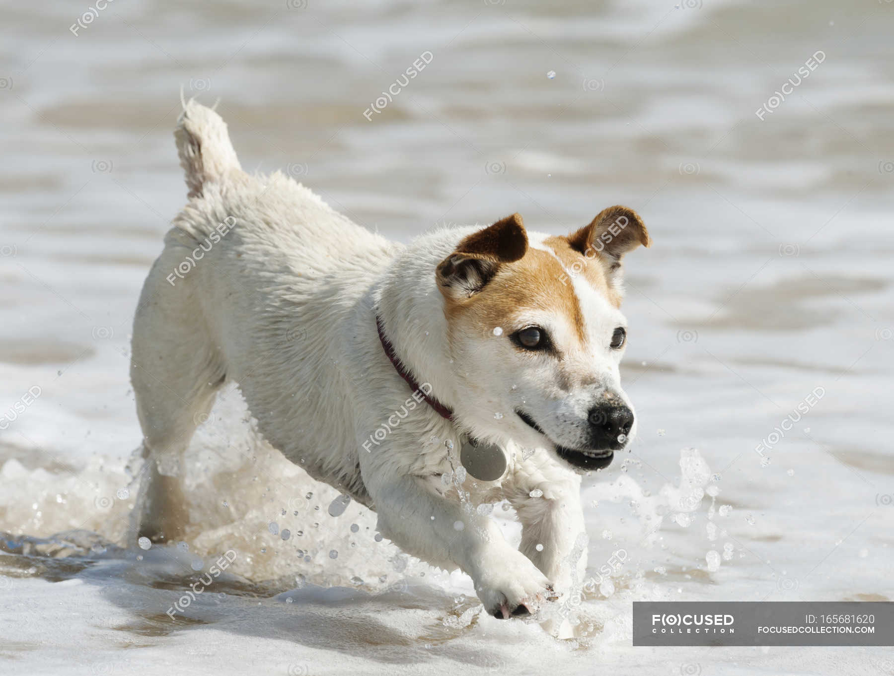 Dog Running In Water — pet, concept - Stock Photo | #165681620