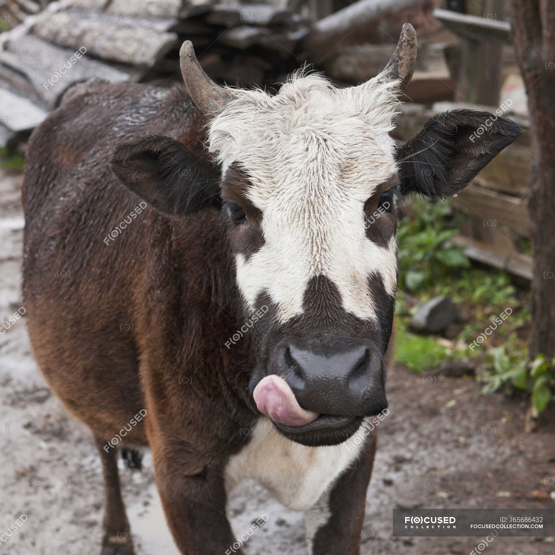 Cow Licking Lips Eco Vitality Stock Photo