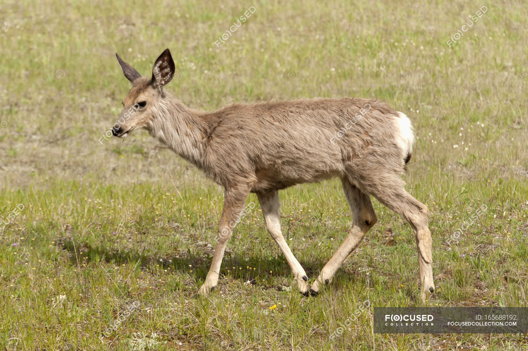 deer-walking-ubicaciondepersonas-cdmx-gob-mx