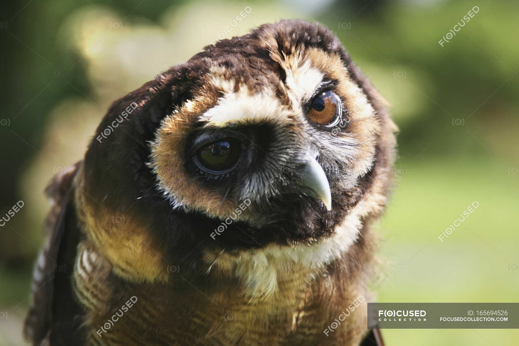 Russian Owl outdoors — looking, wildlife - Stock Photo | #165694526