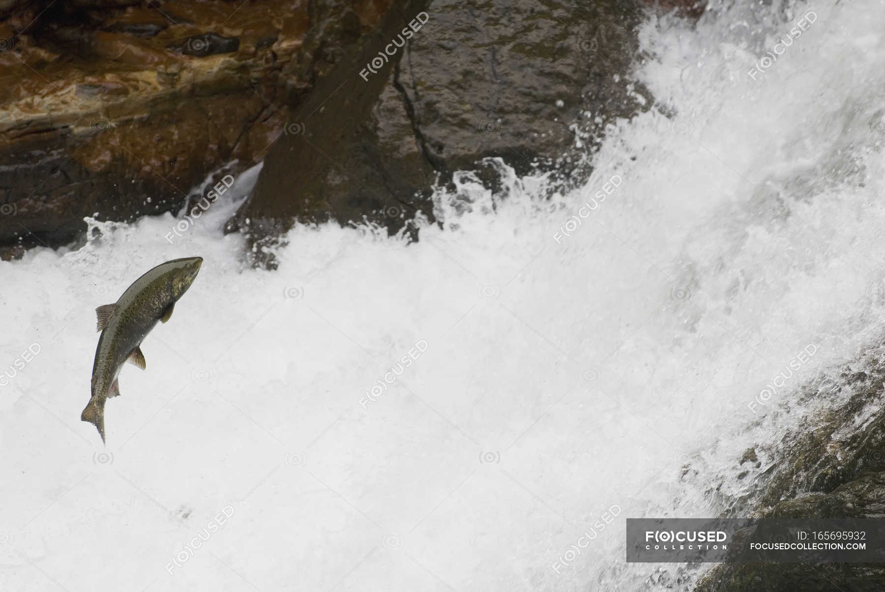 Salmón saltando hasta la cascada — Arriba, Animales Stock Photo