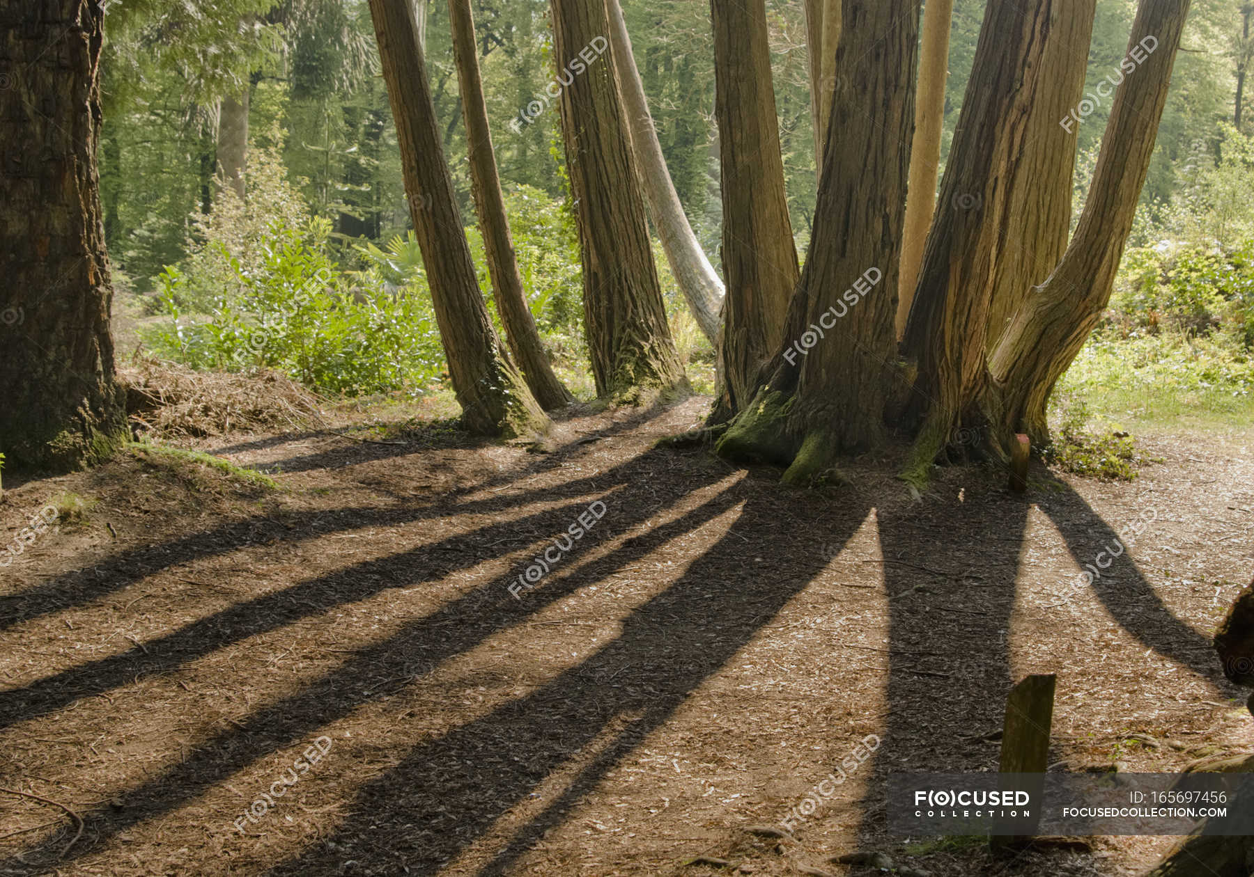 Trees In Woodstock Gardens Forest Foliage Stock Photo