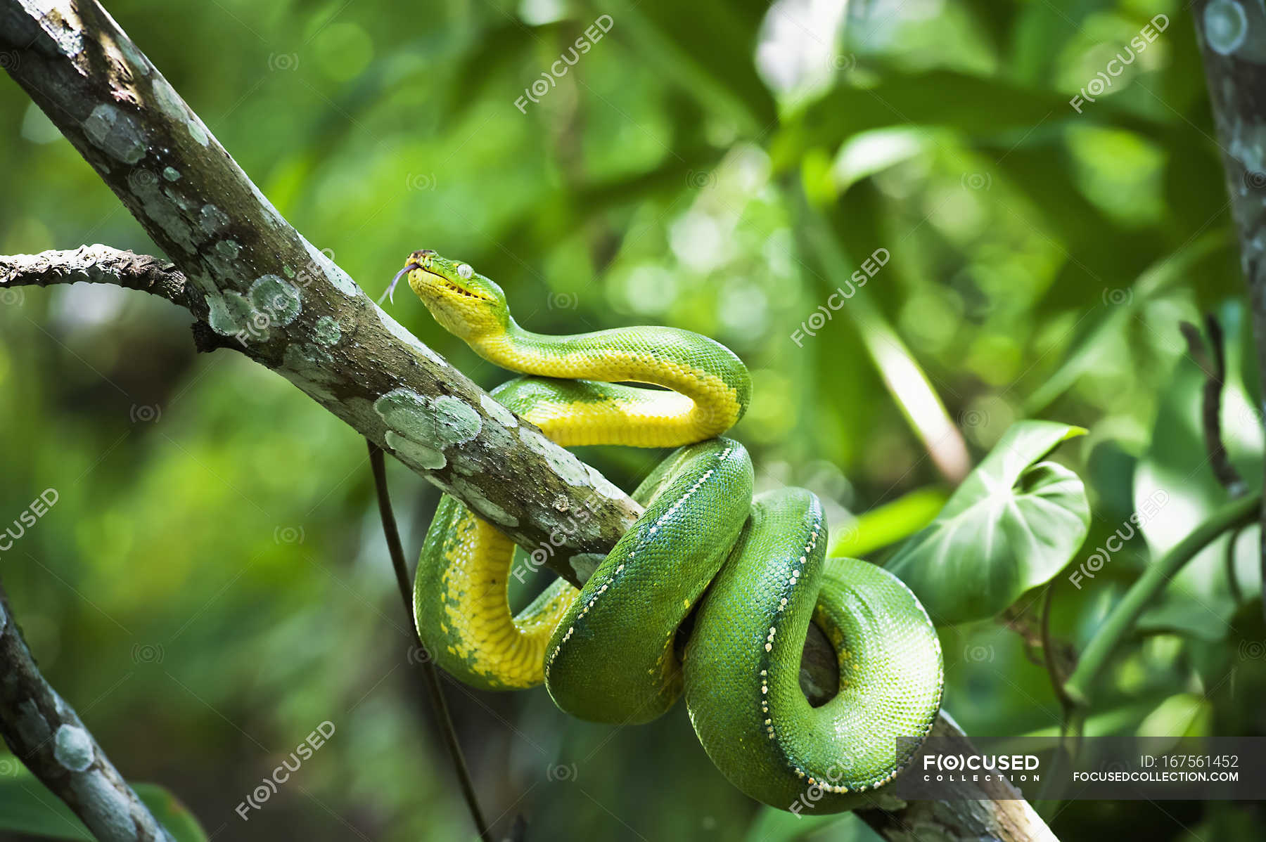 Green Tree Snake View Natural Stock Photo