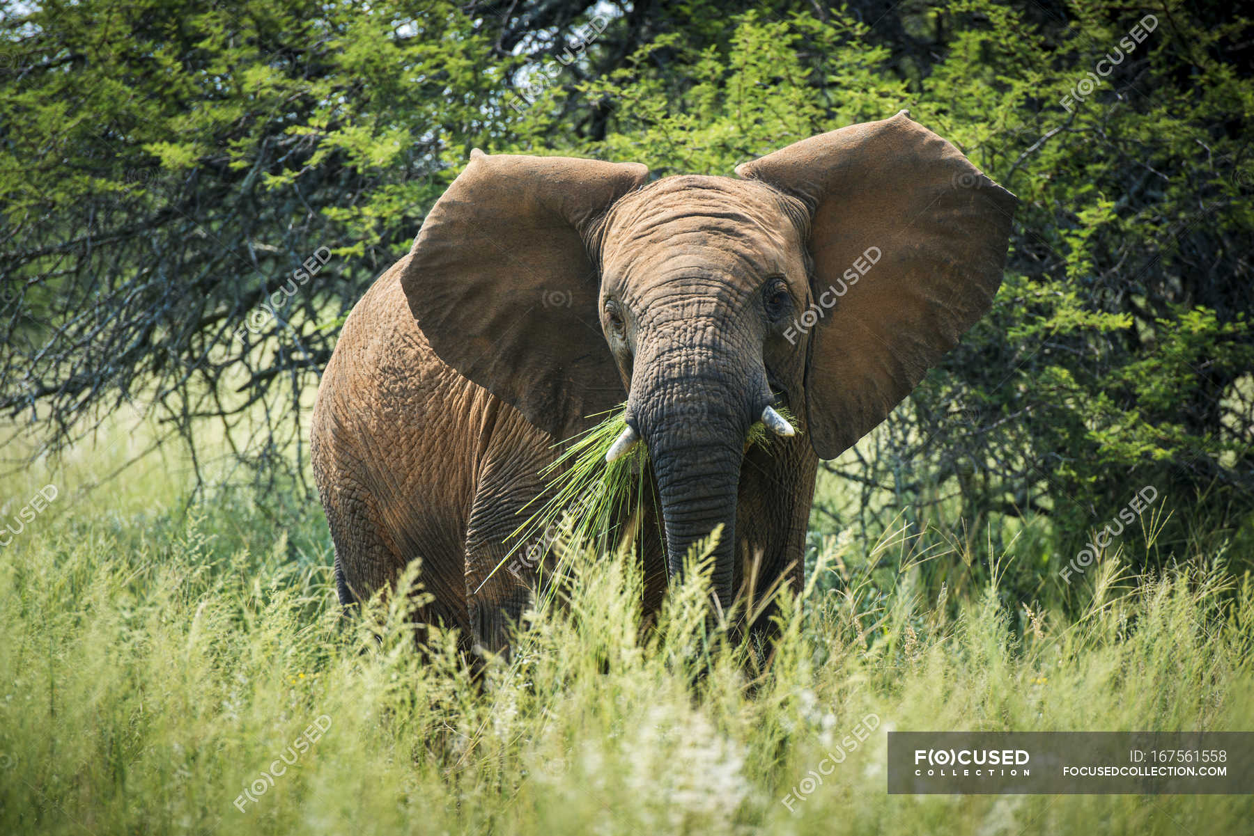 Elephant standing in tall grass — zoology, outside - Stock Photo